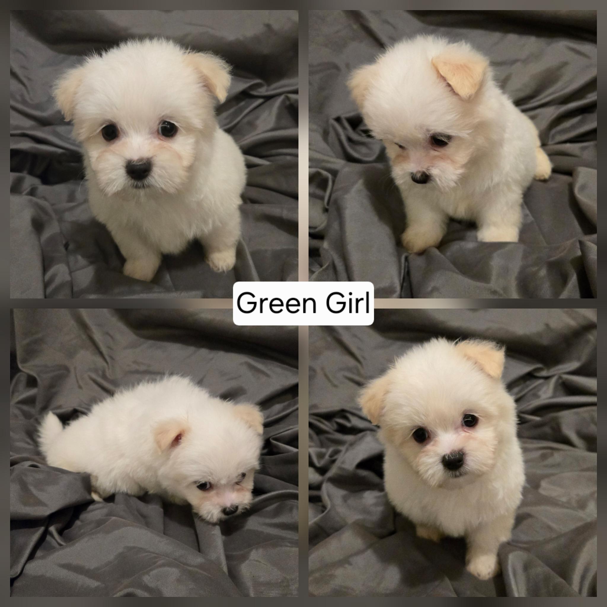 Maltese Shih Tzu – Benalla