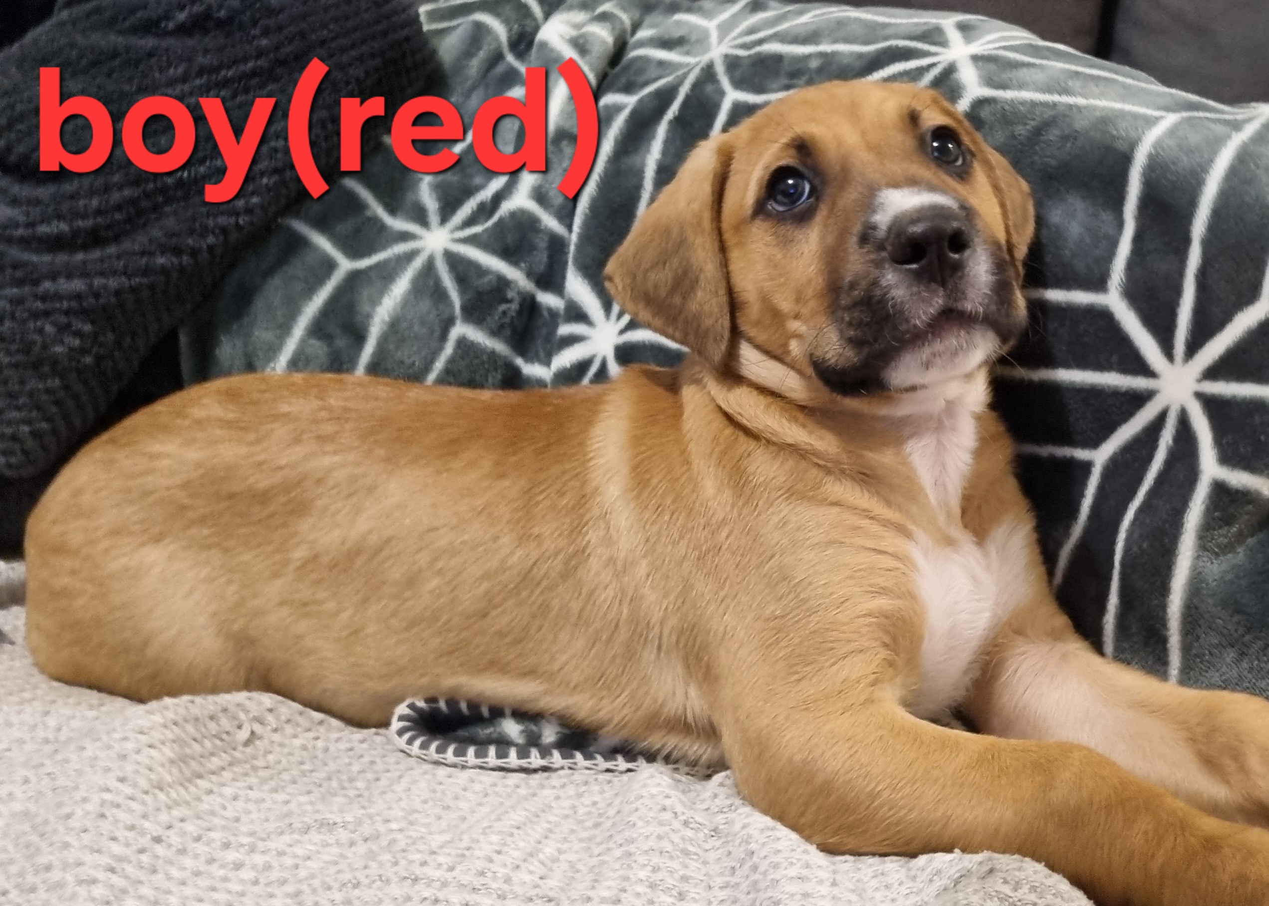 Other Dogs – Pakenham