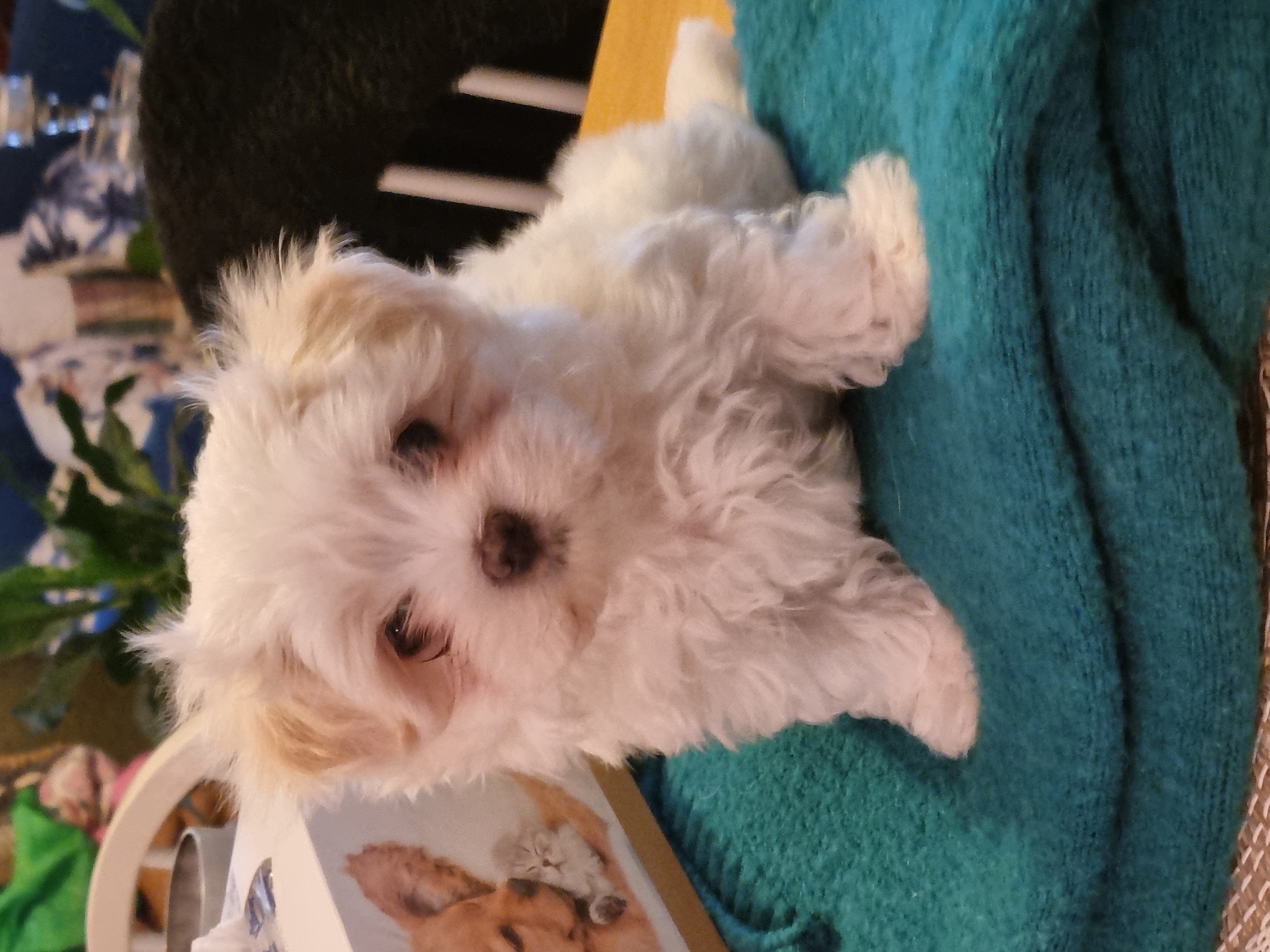 Pure breed Toy/teacup size Maltese puppies
