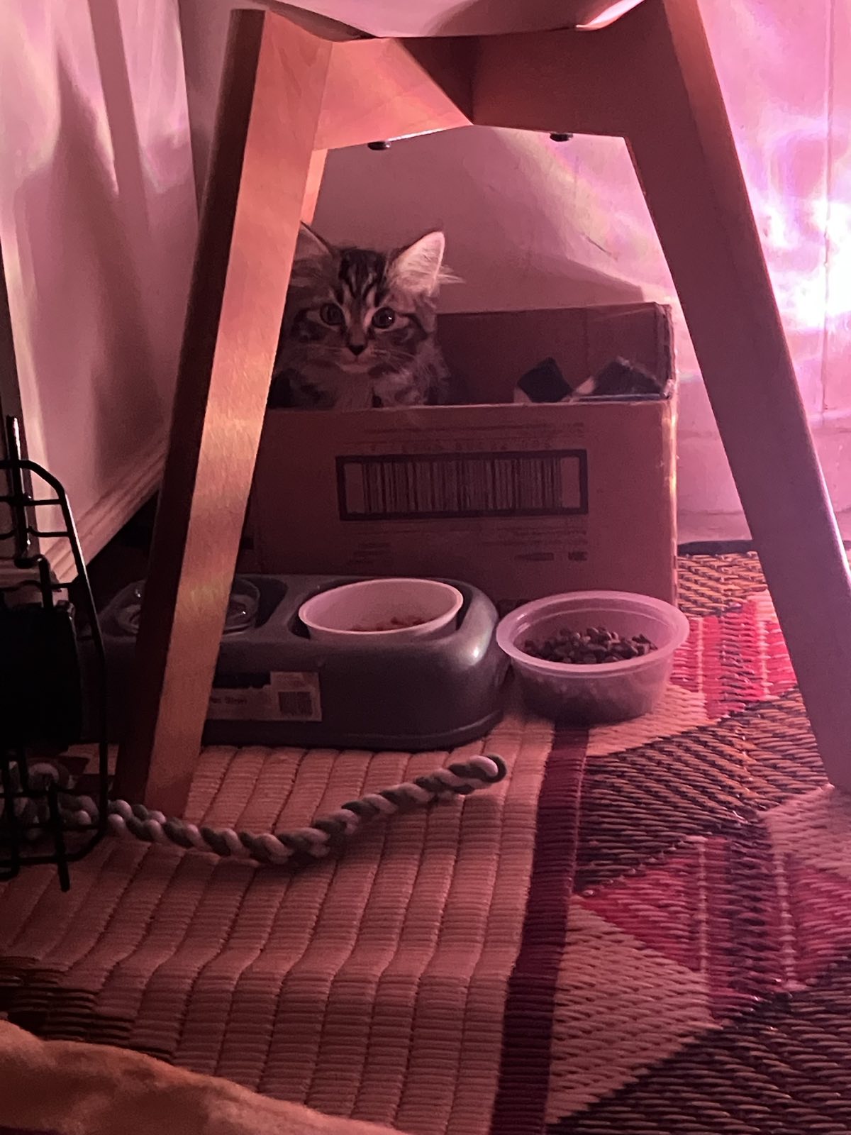 Domestic Medium Hair (DMH) – Pascoe Vale South