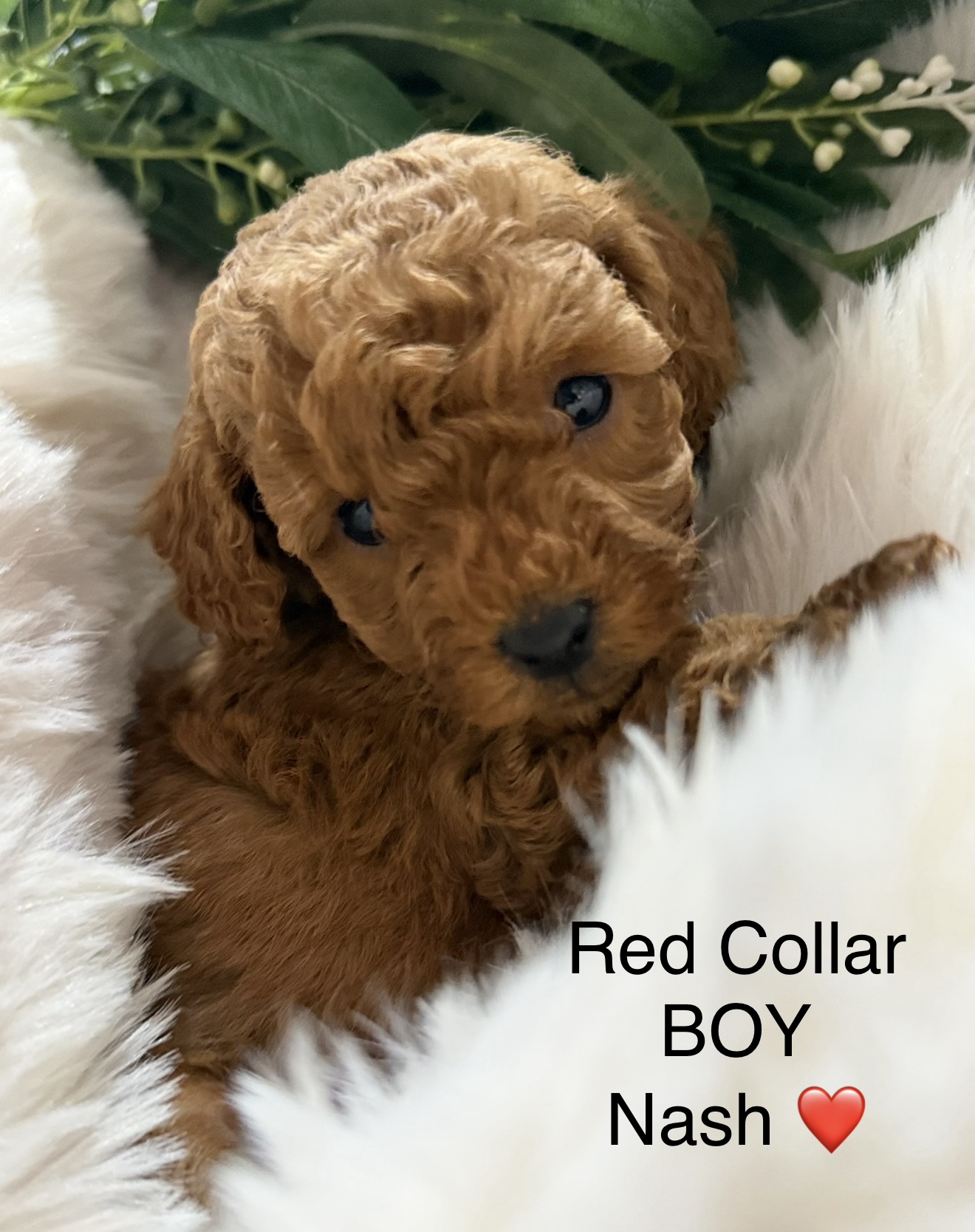 Toy Poodle – Saint Johns Park