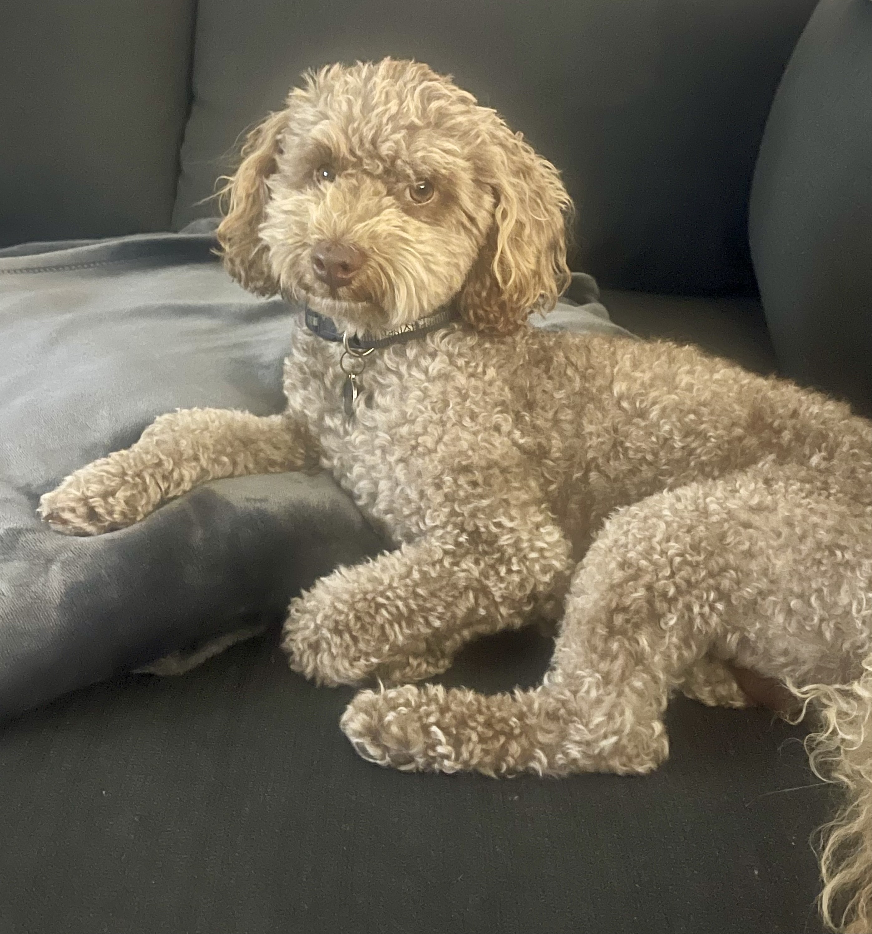 Poodle Mini – Jacqui Padgett