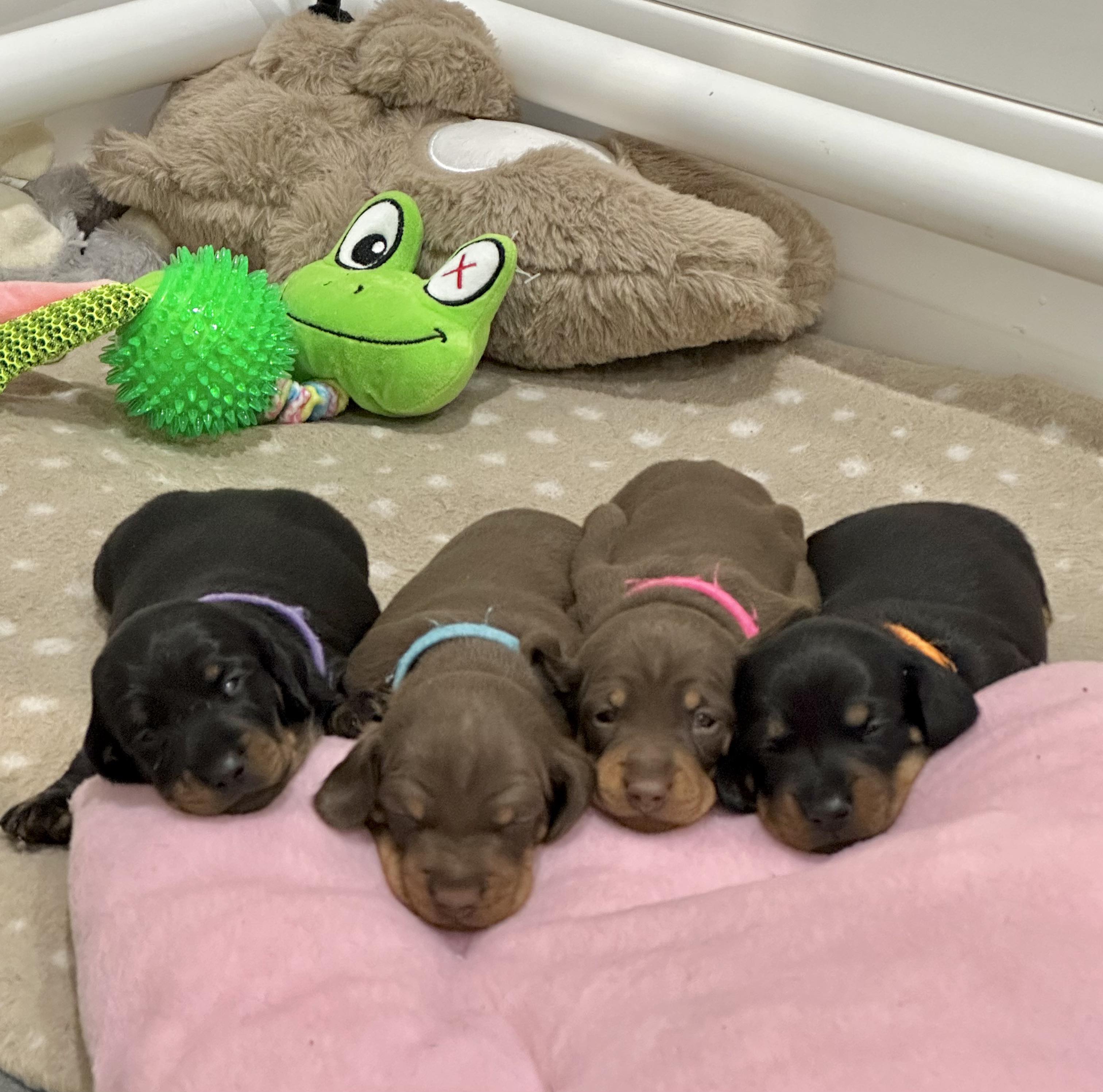 Miniature Dachshunds Gruyere PetsforHomes Miniature Dachshunds Gruyere PetsforHomes