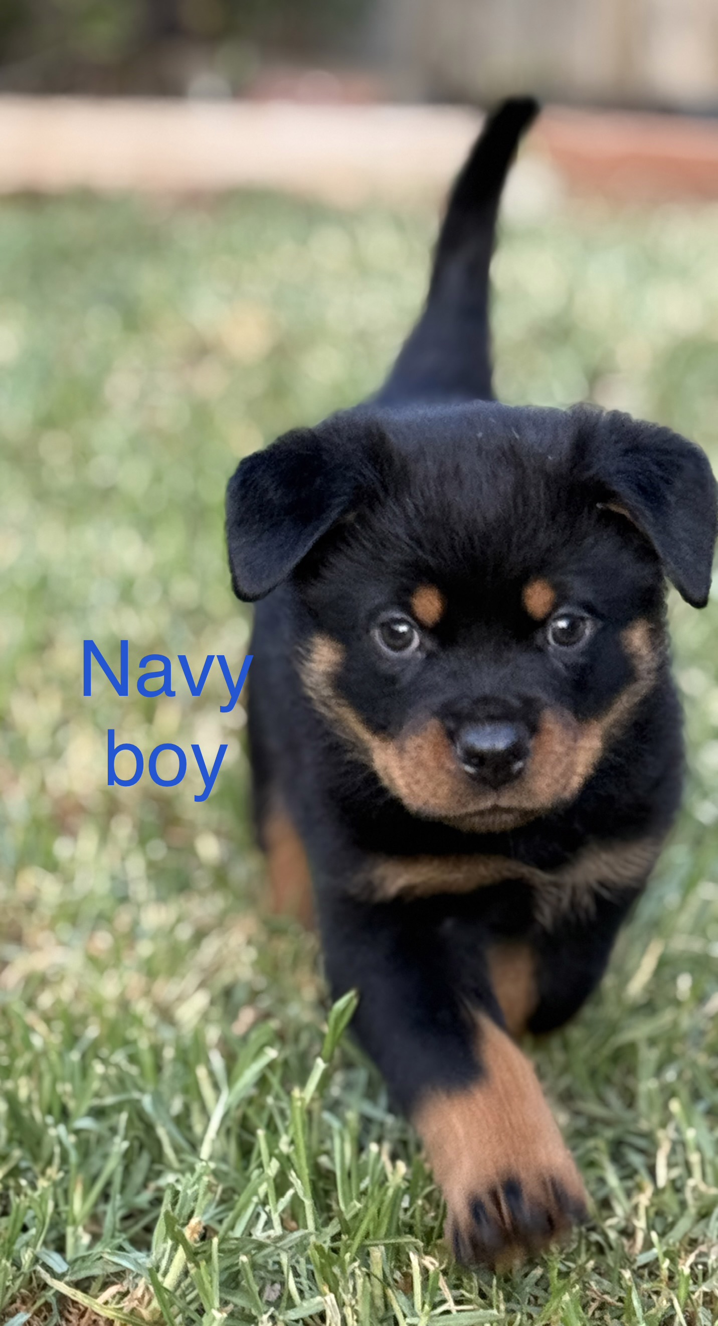 Rottweiler – Bannockburn