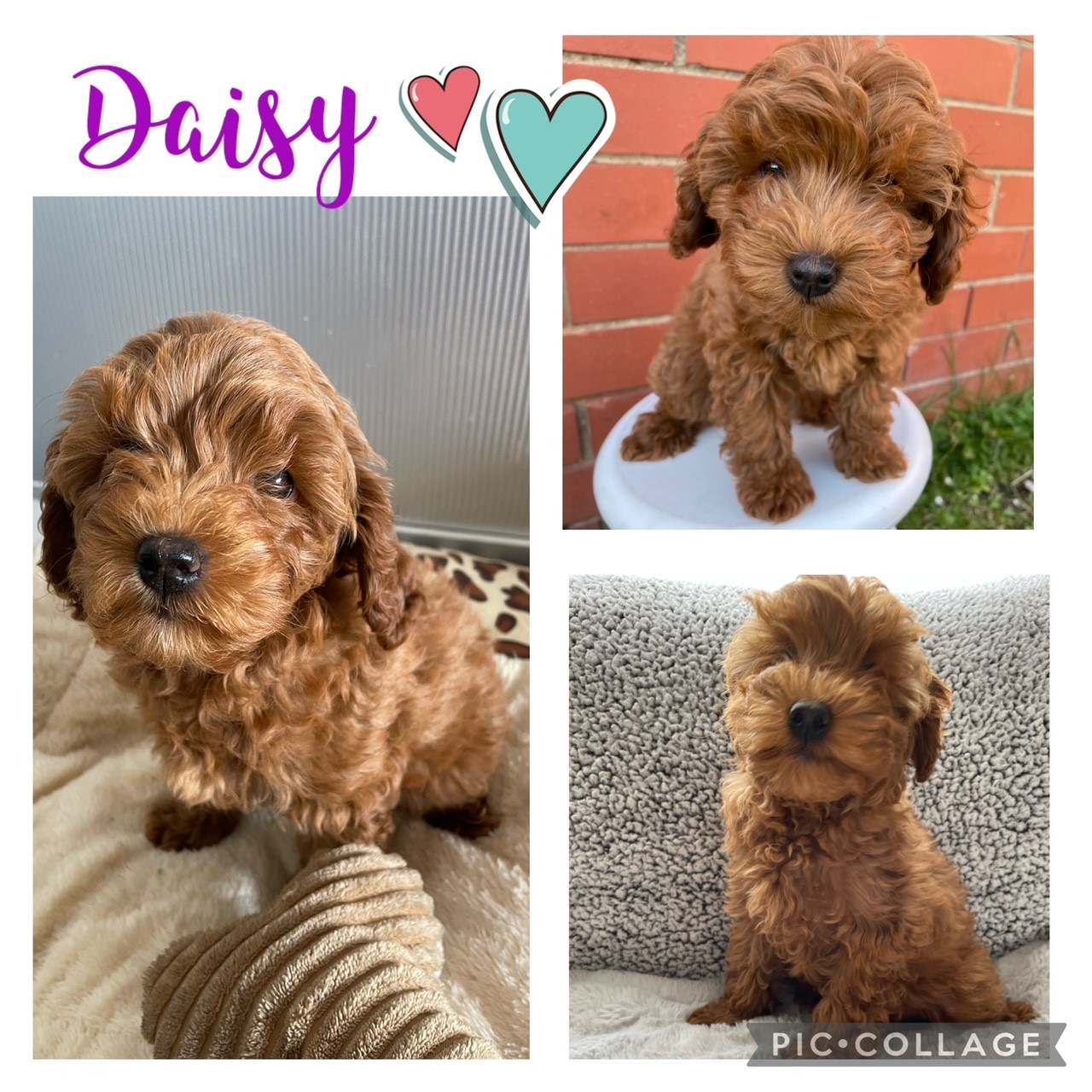 Gorgeous Teddy Toy Cavoodles