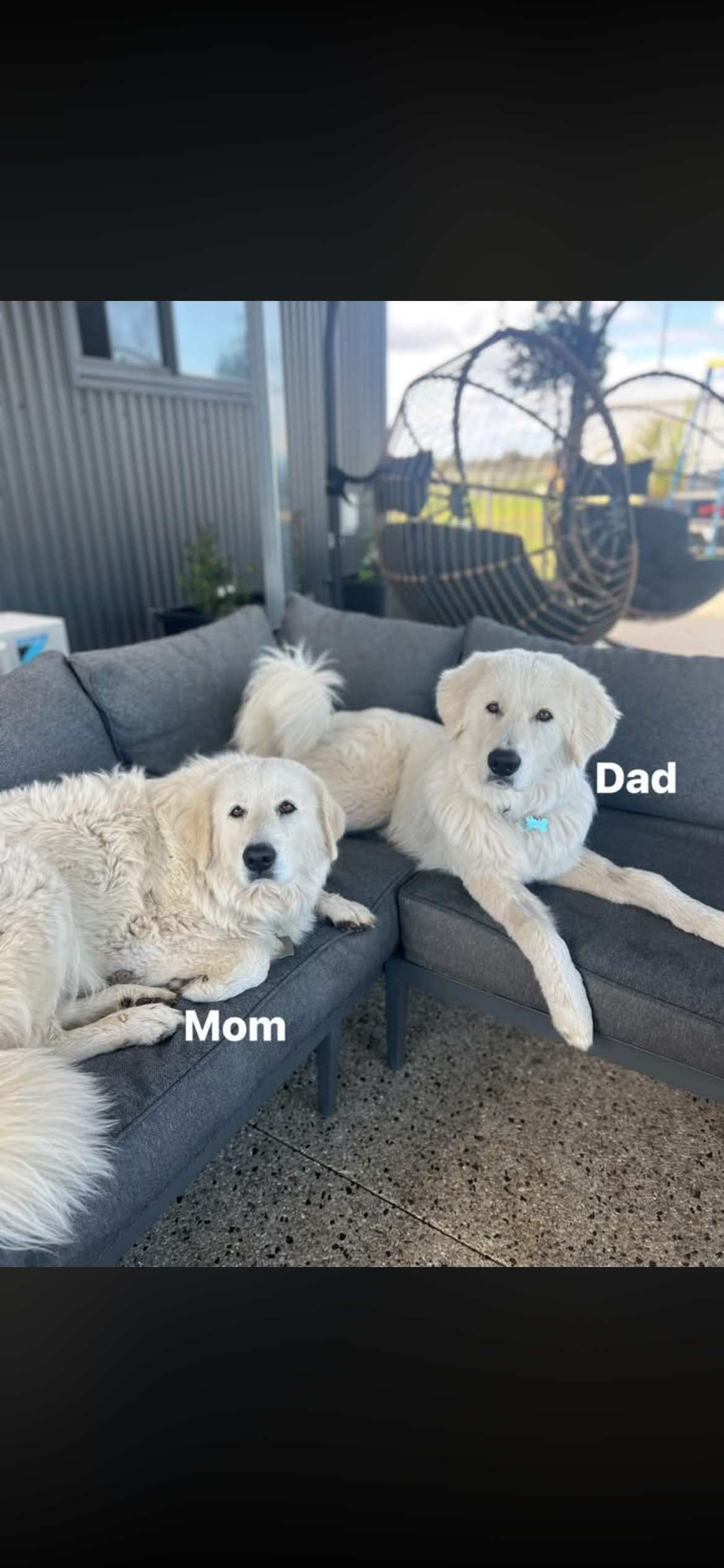 Maremma Sheepdog – West Pinjarra