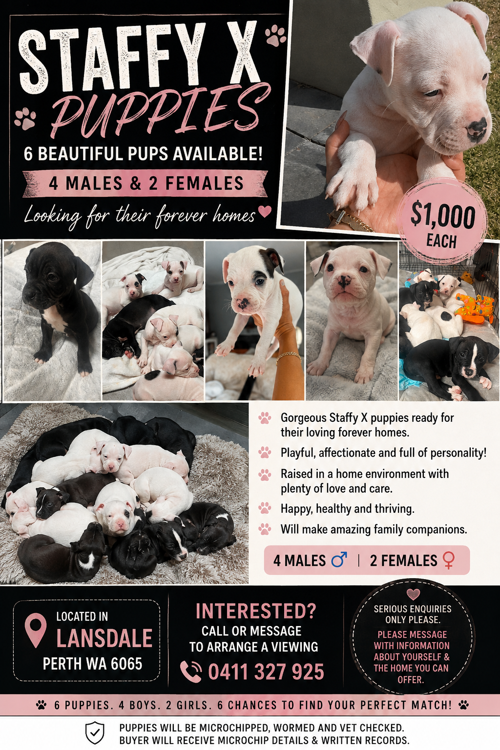 Dogs – Landsdale