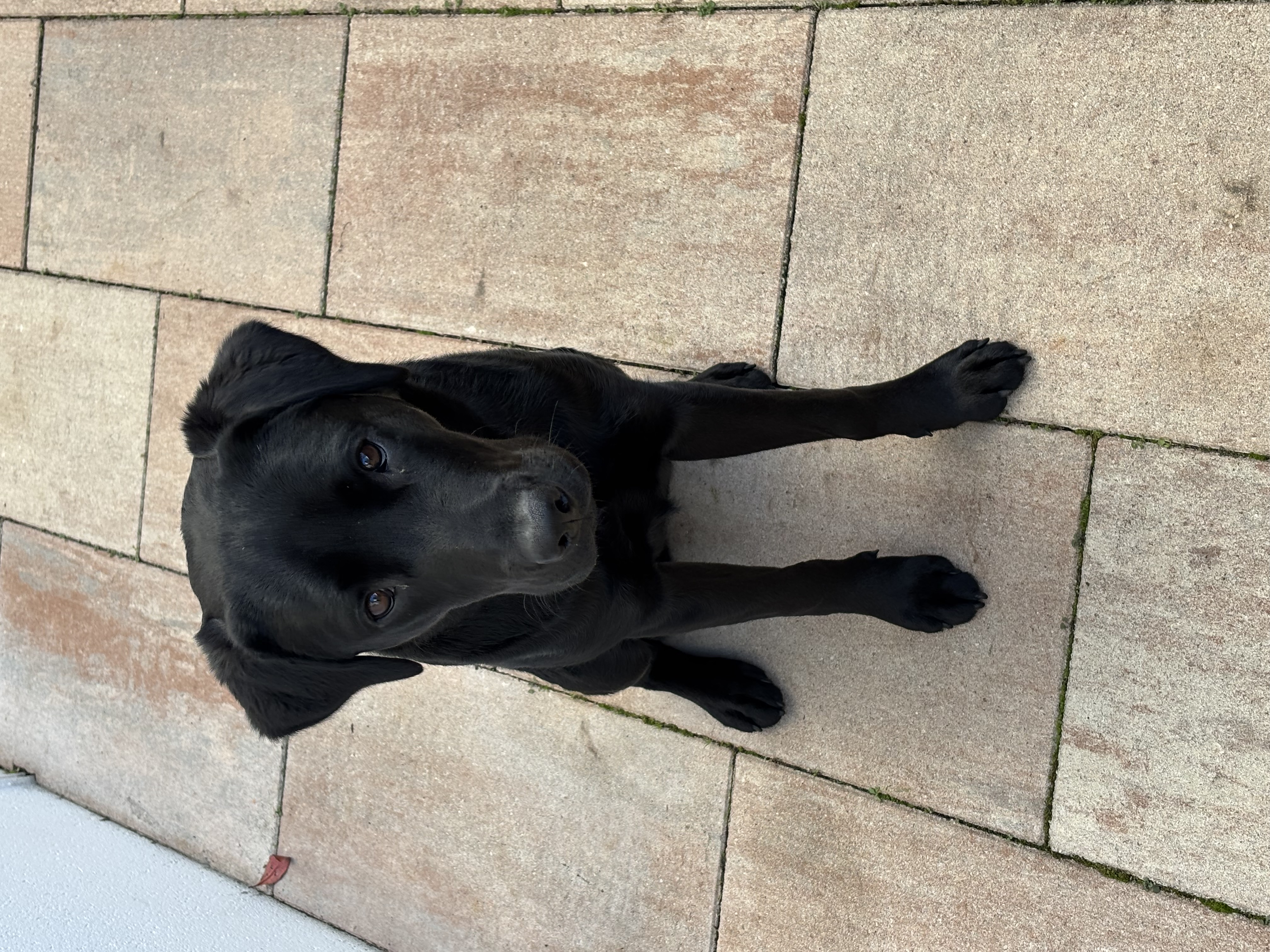 Labrador Retriever – Ascot
