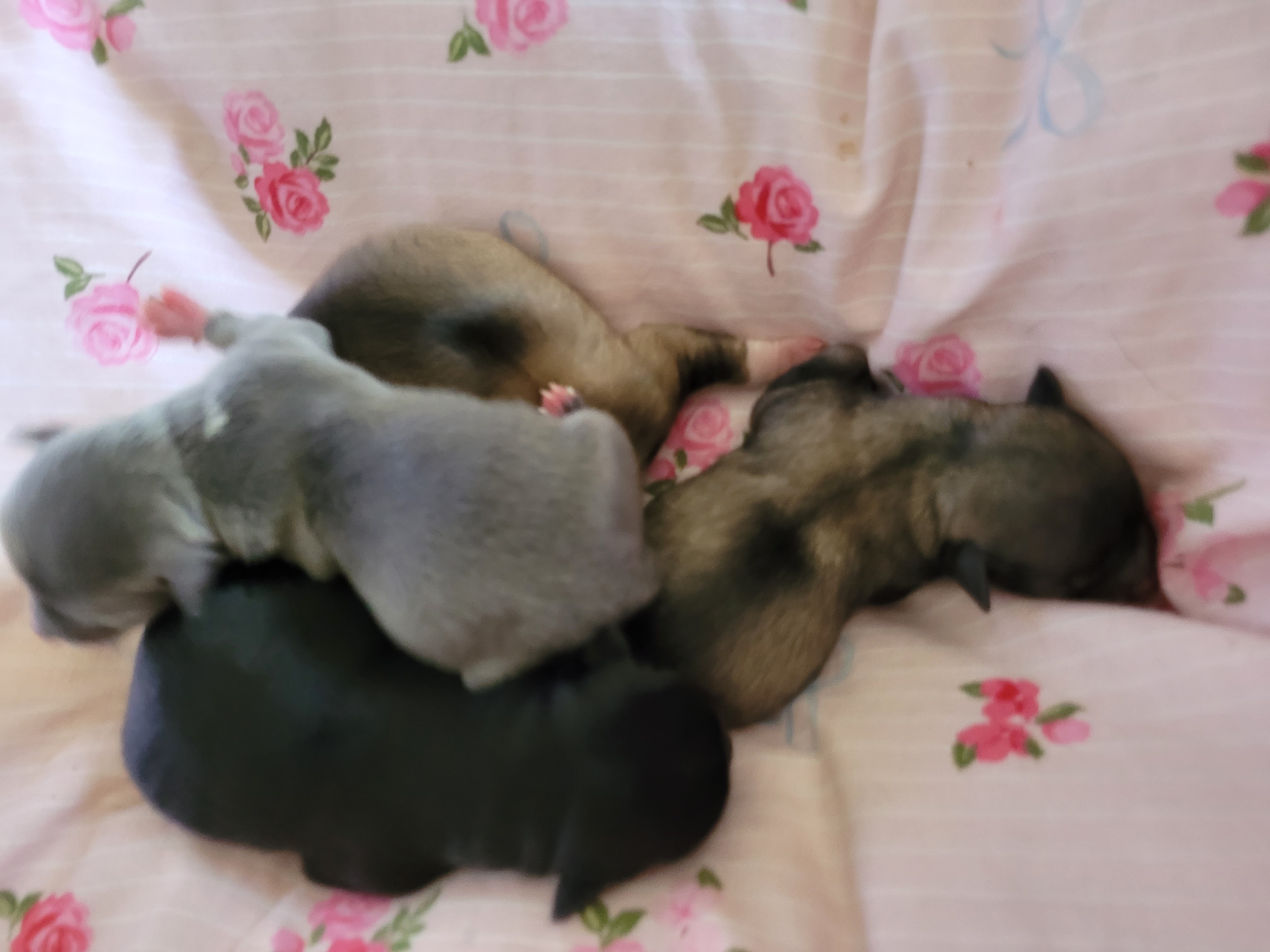 Chihuahua – Goulburn