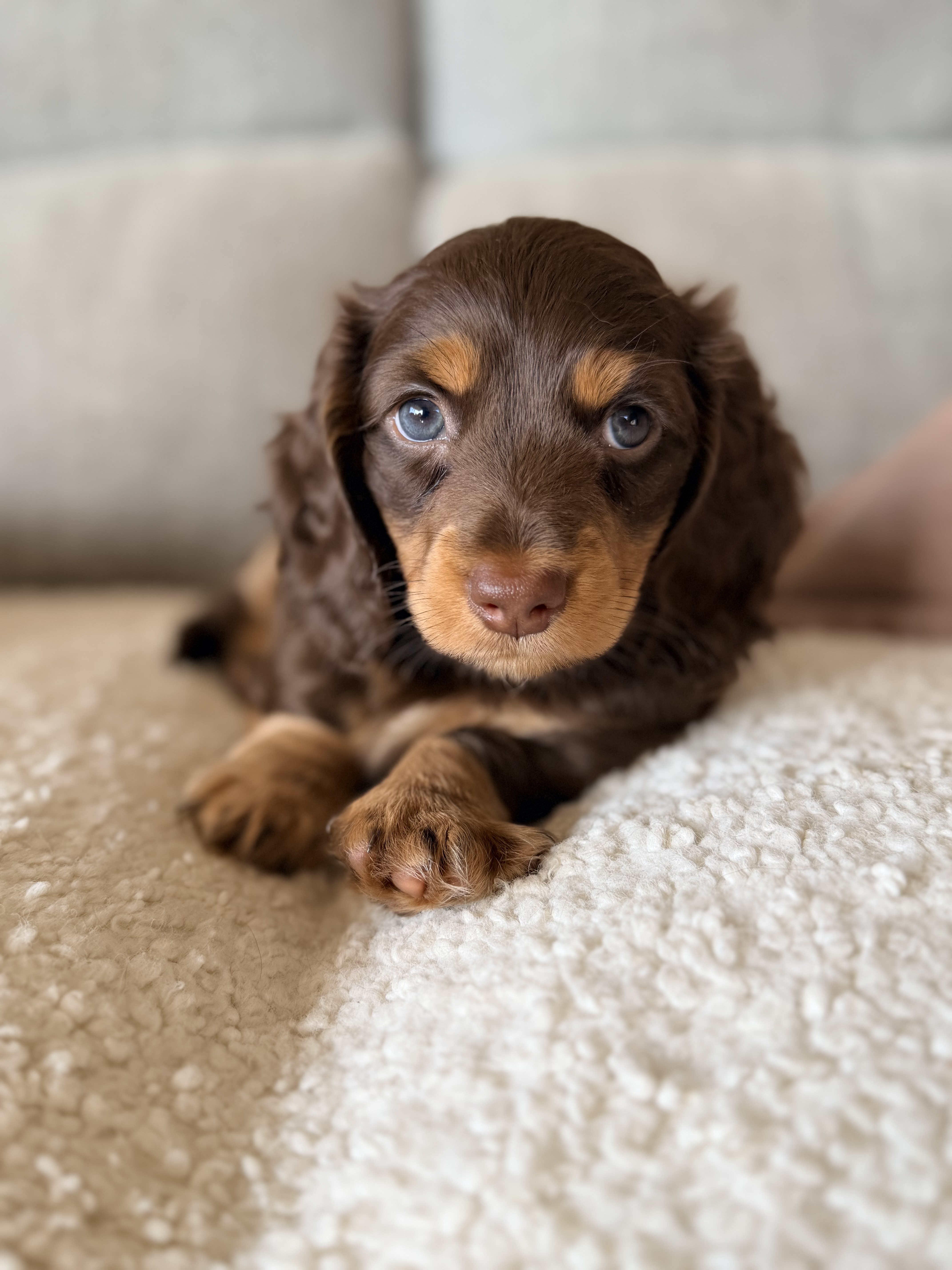 Miniature Dachshund – Jodie