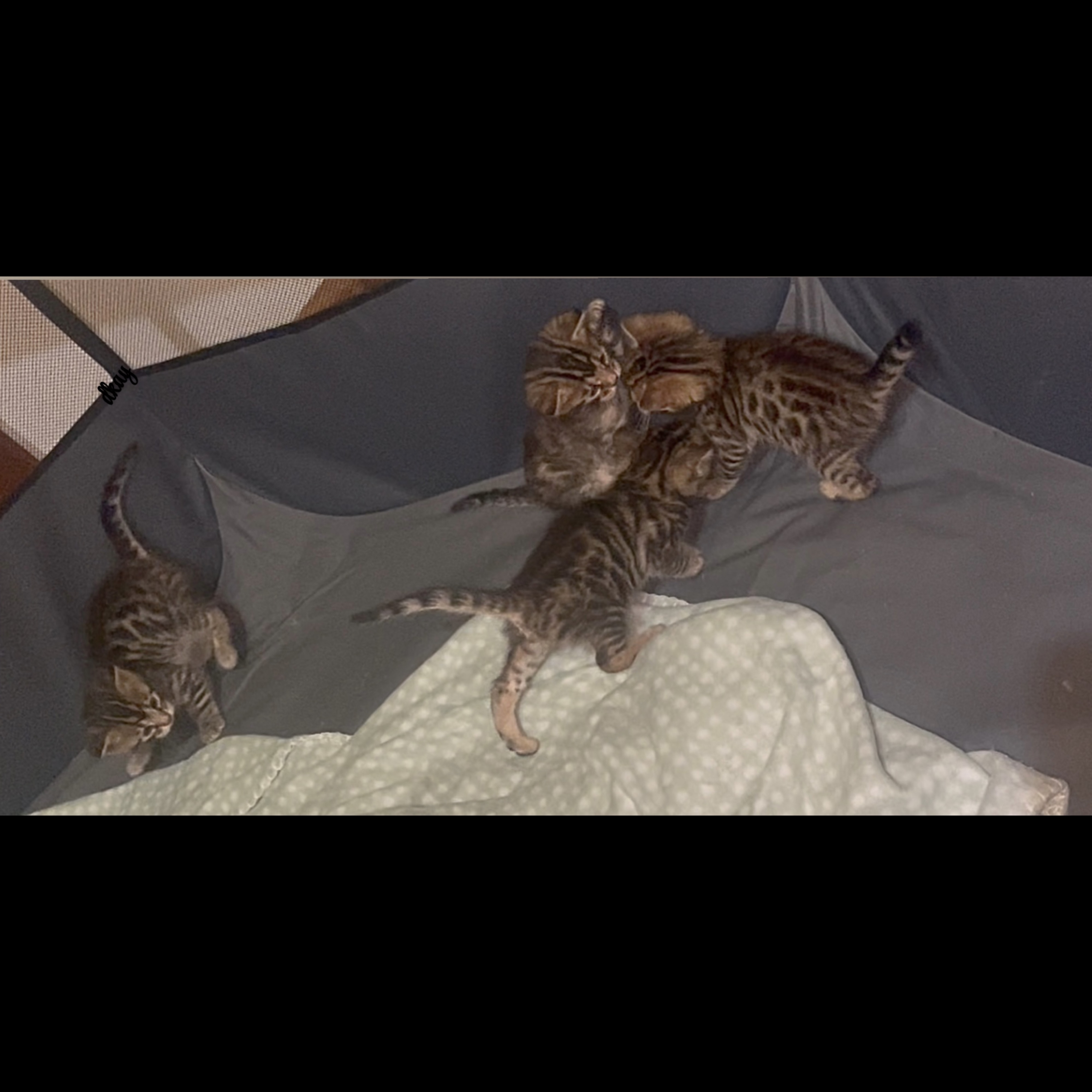 Bengal – Mount Pleasant
