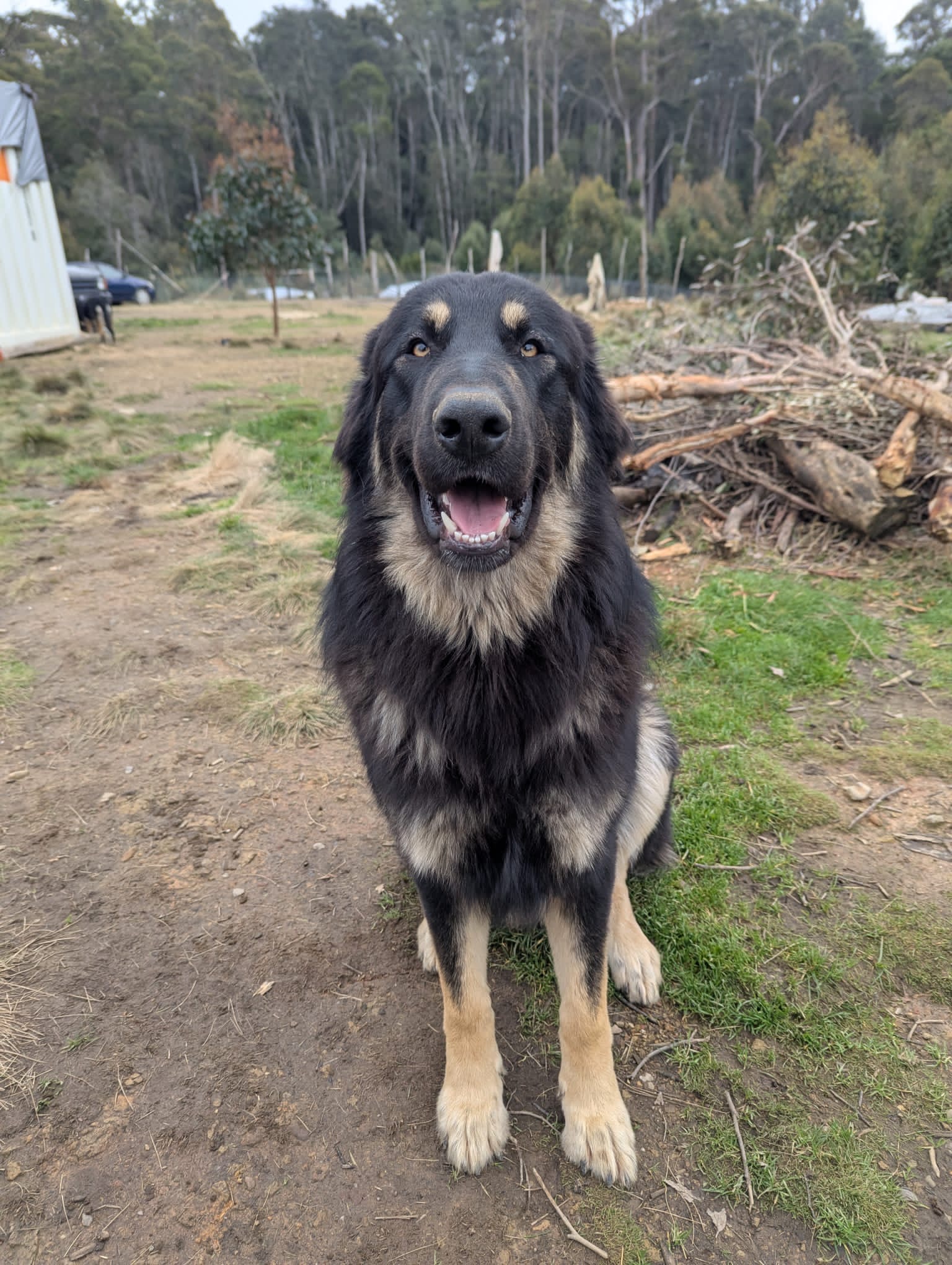 German Shepherd – Henrietta