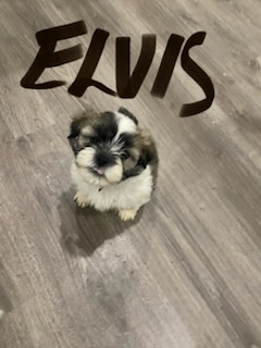 Lhasa Apso – Freeling