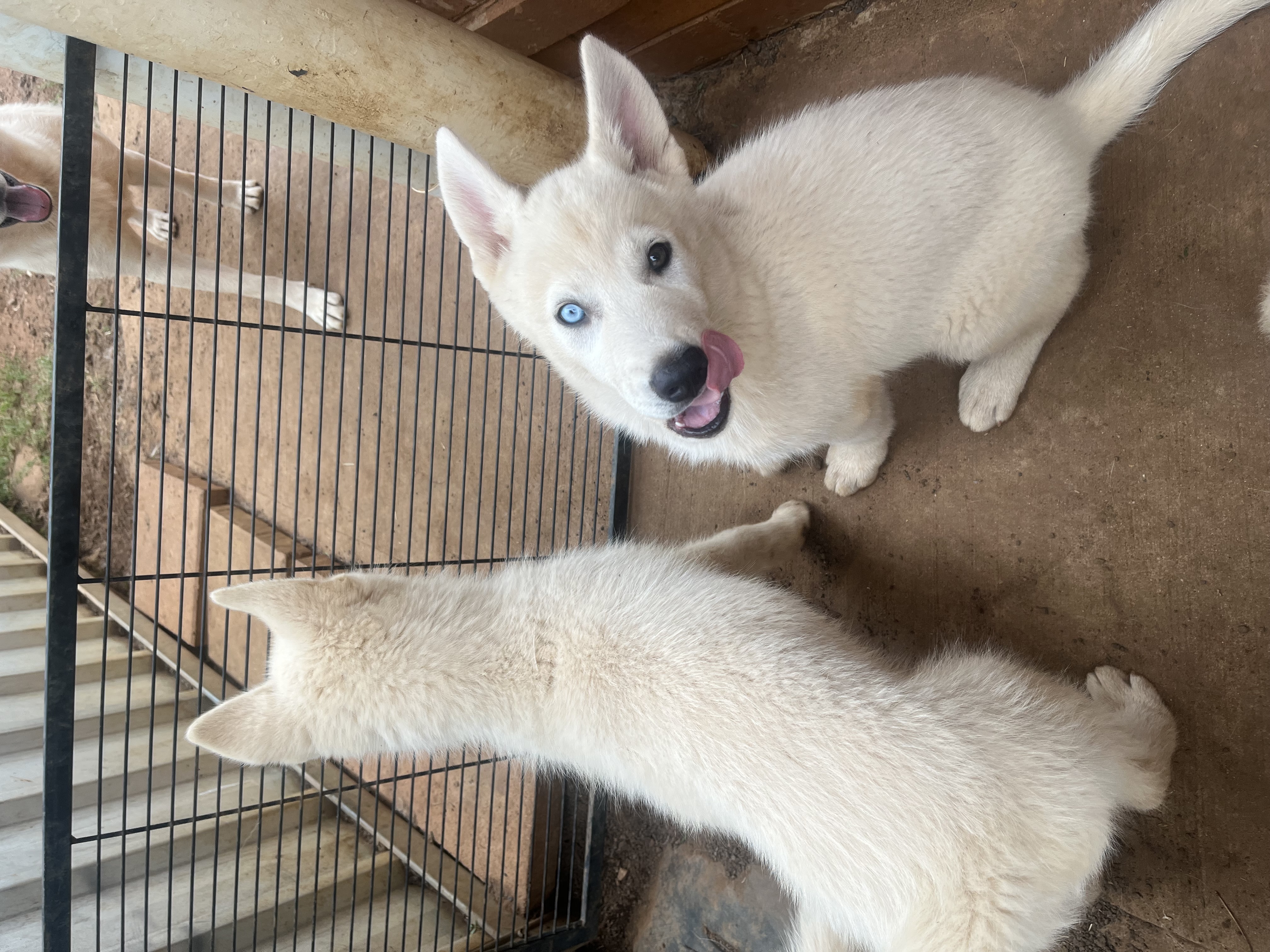 Husky – Dubbo