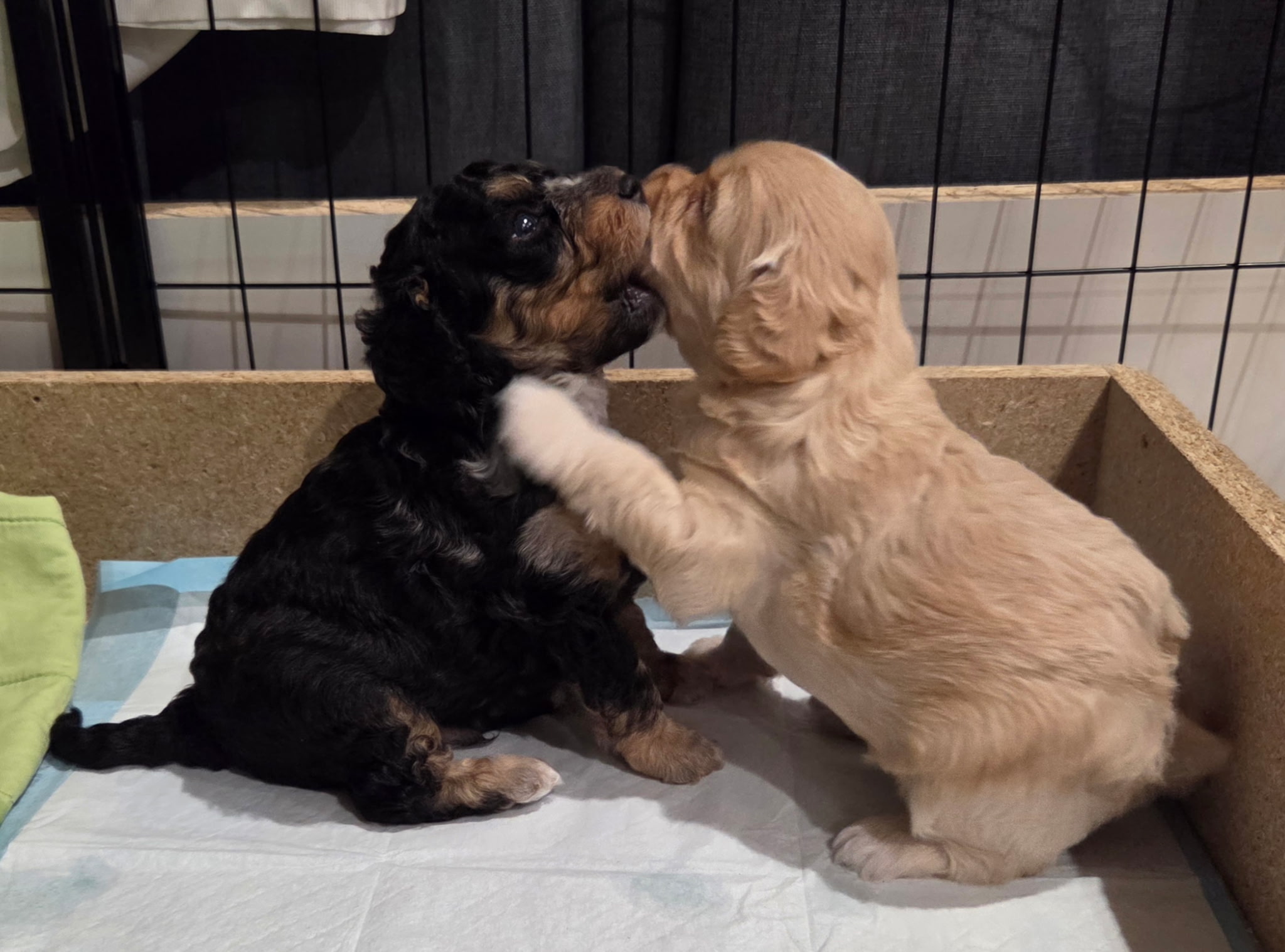 Cavoodle