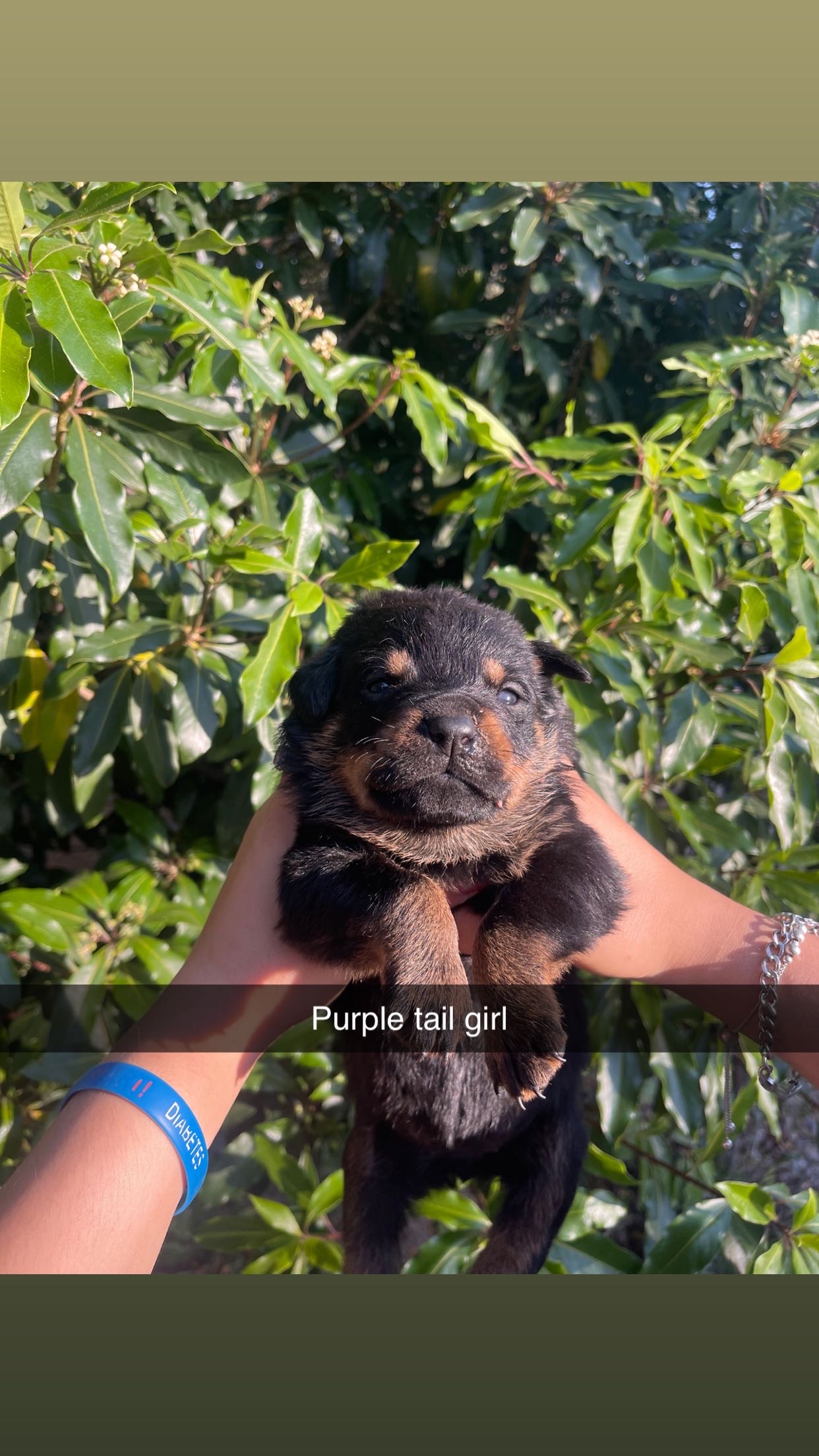 Rottweiler – Coolatai