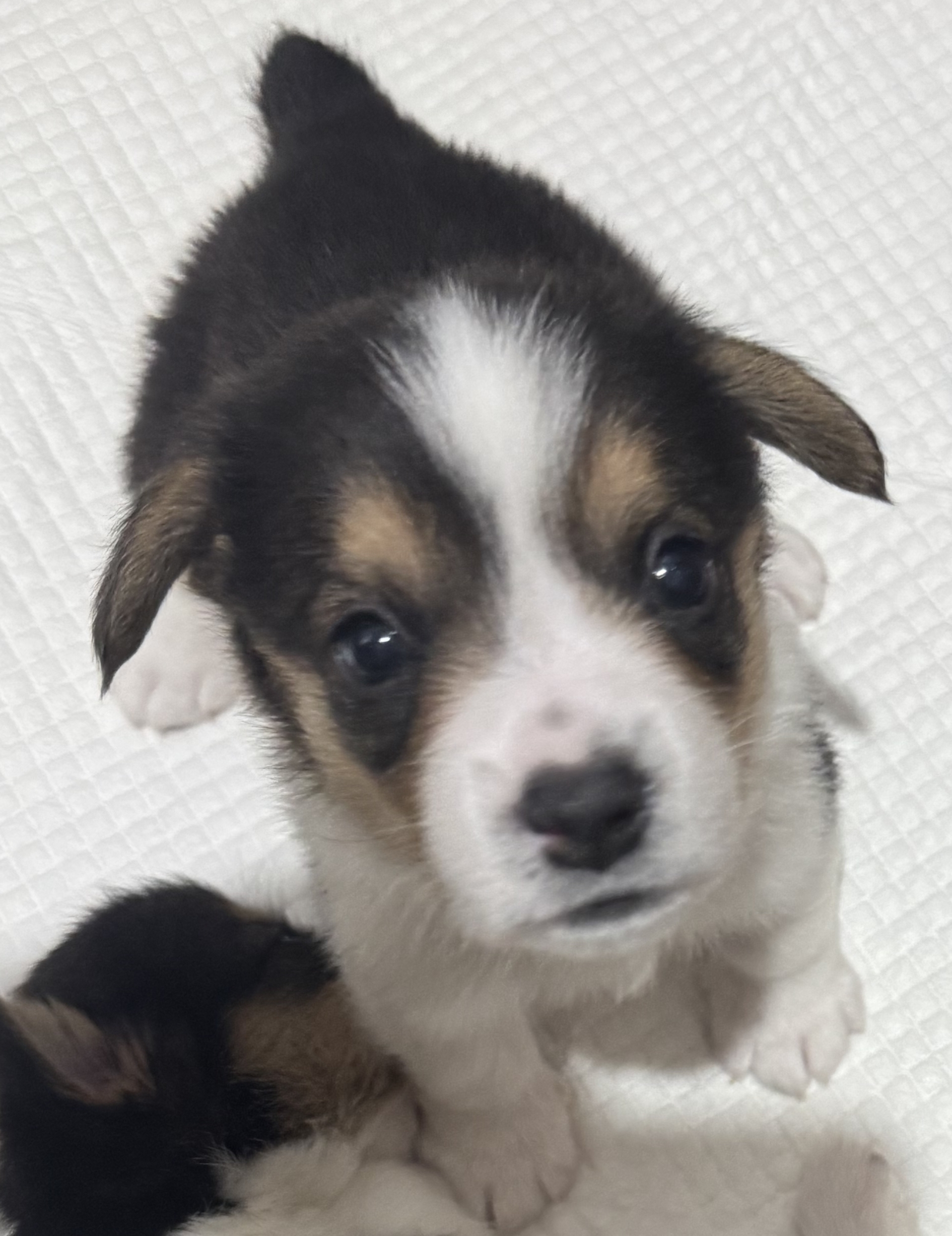 Corgi – Albury