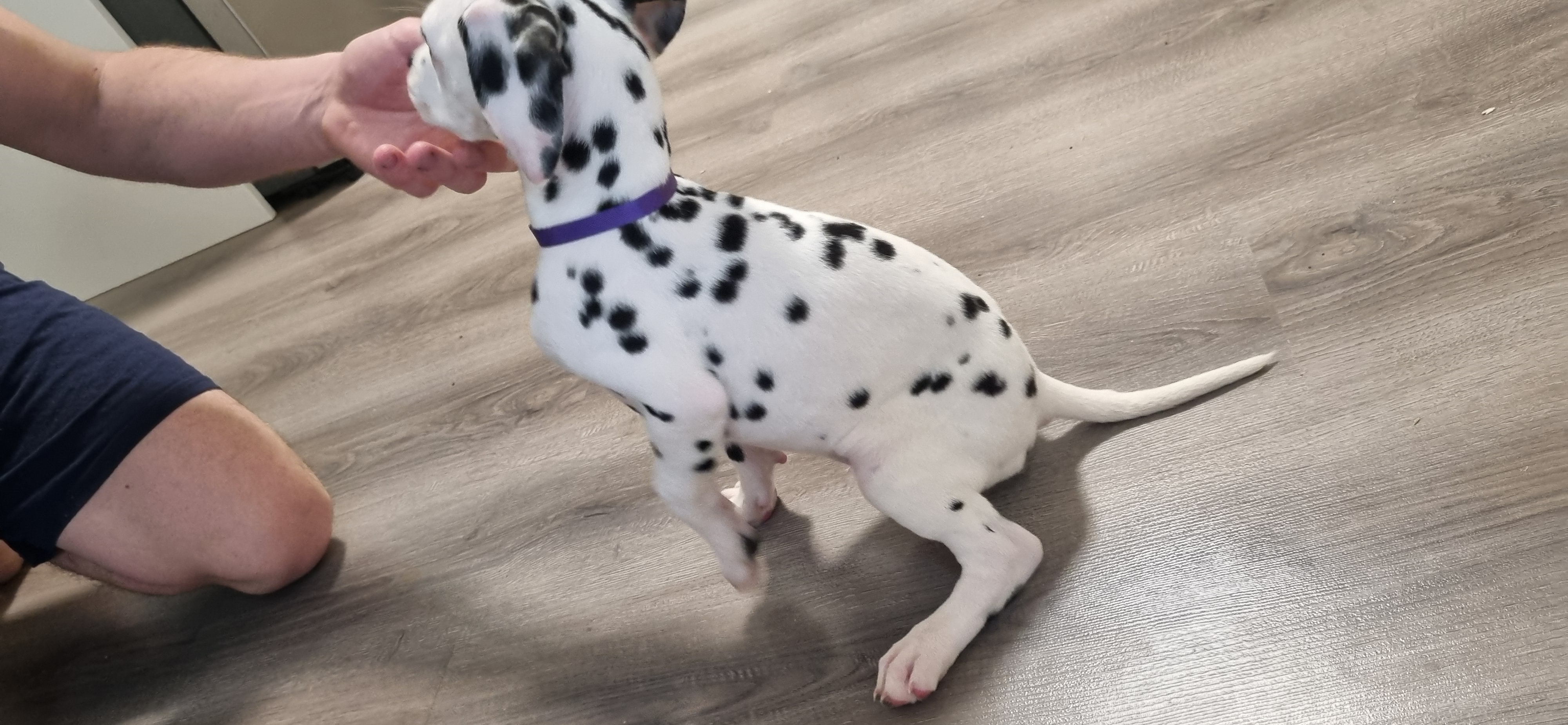Dalmatian – Bathurst