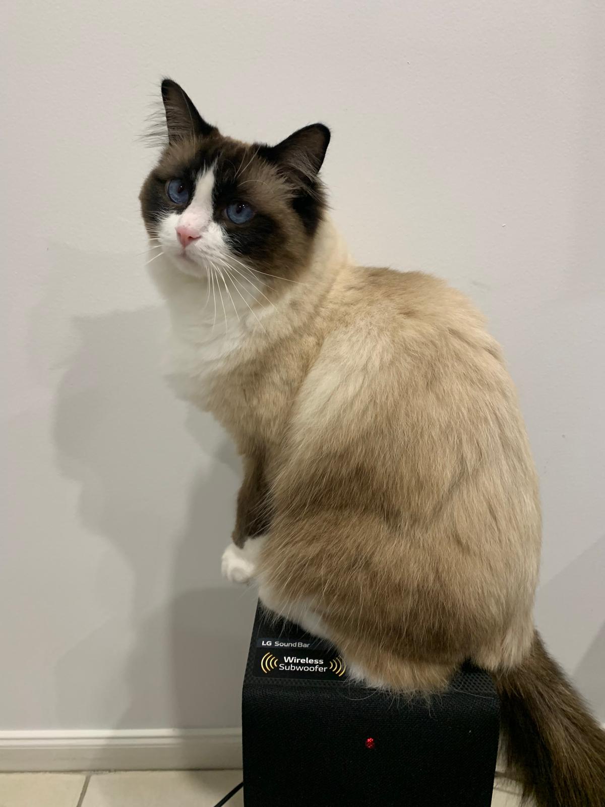 Ragdoll – Beaumont Hills