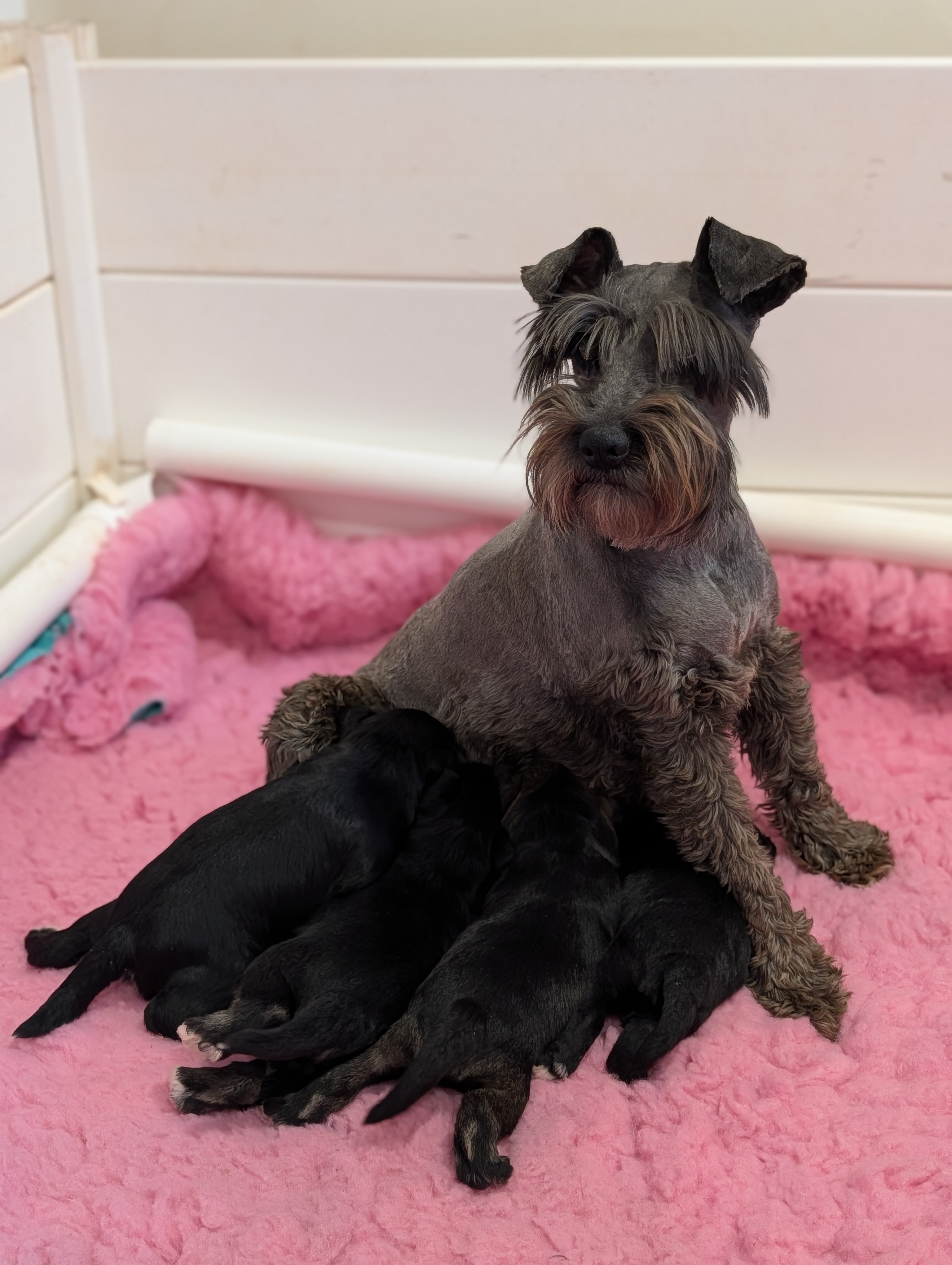 Schnauzer (Miniature) – Toowoomba
