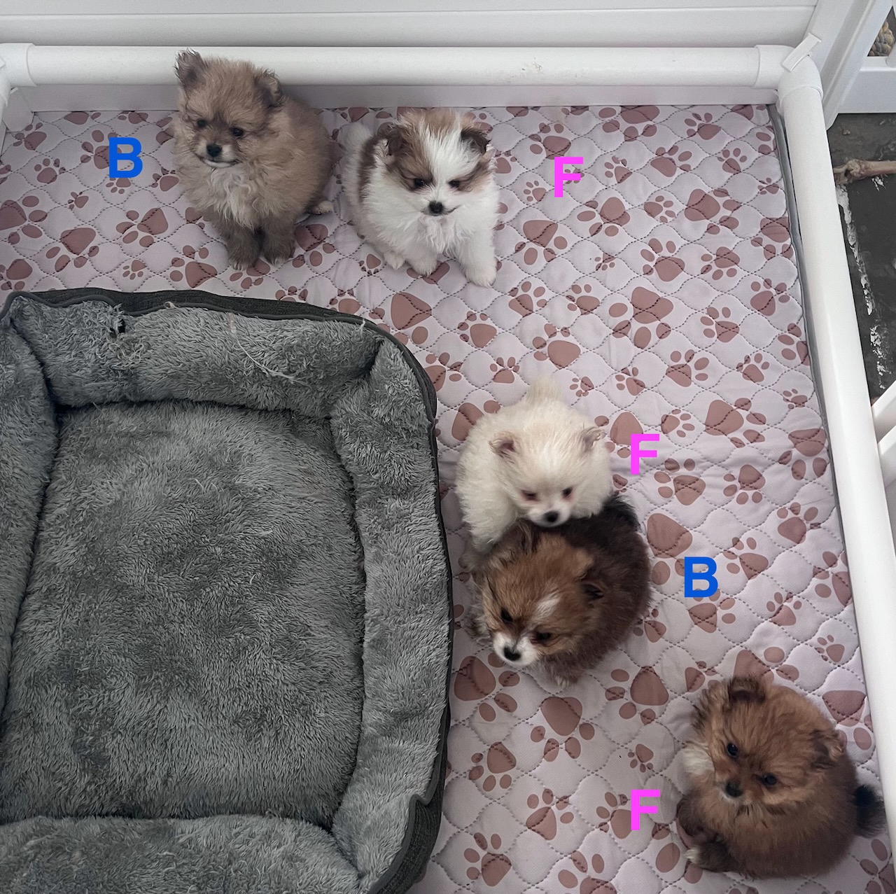 Pomeranian – Marks Point