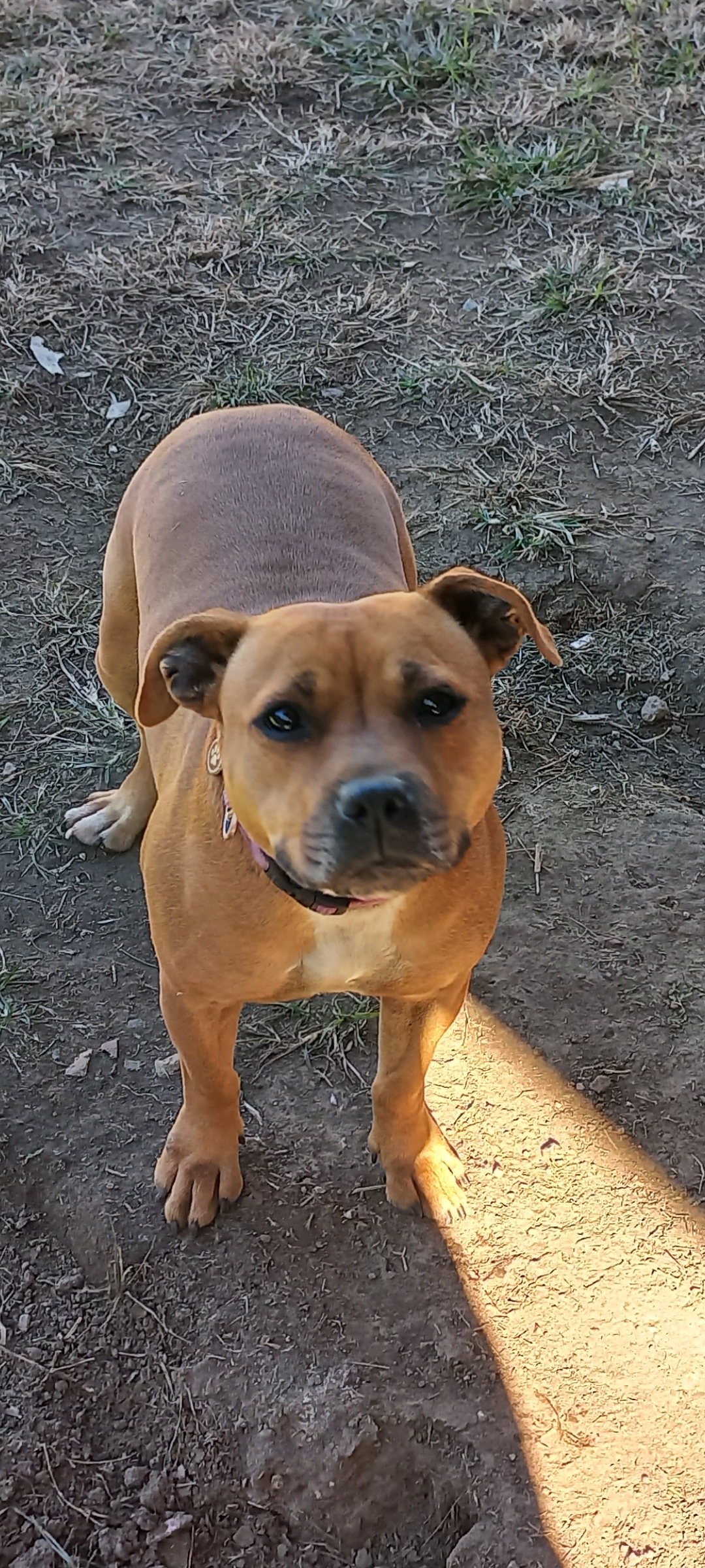 Staffordshire Bull Terrier – Logan Reserve