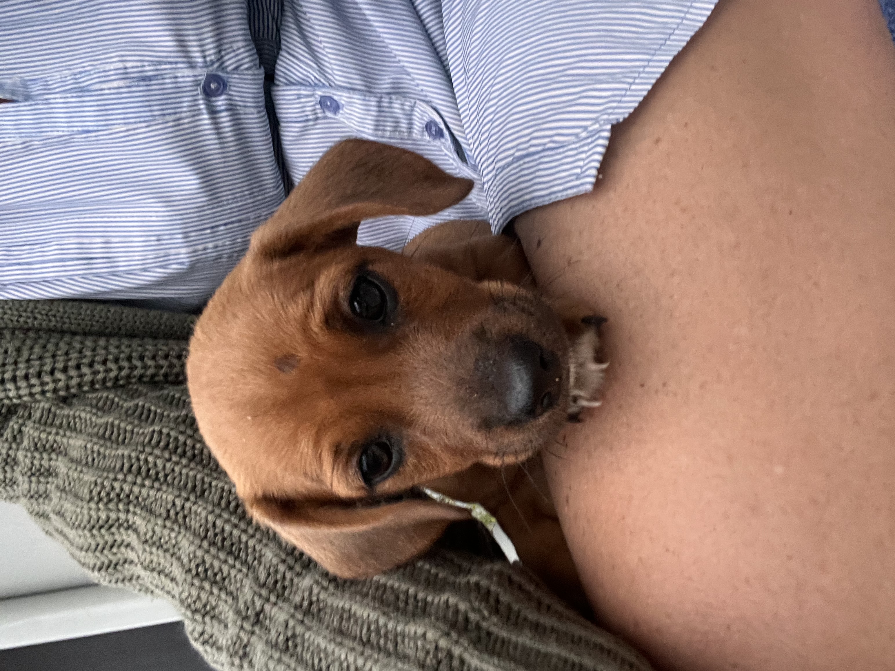 Jack Russell – Pittsworth