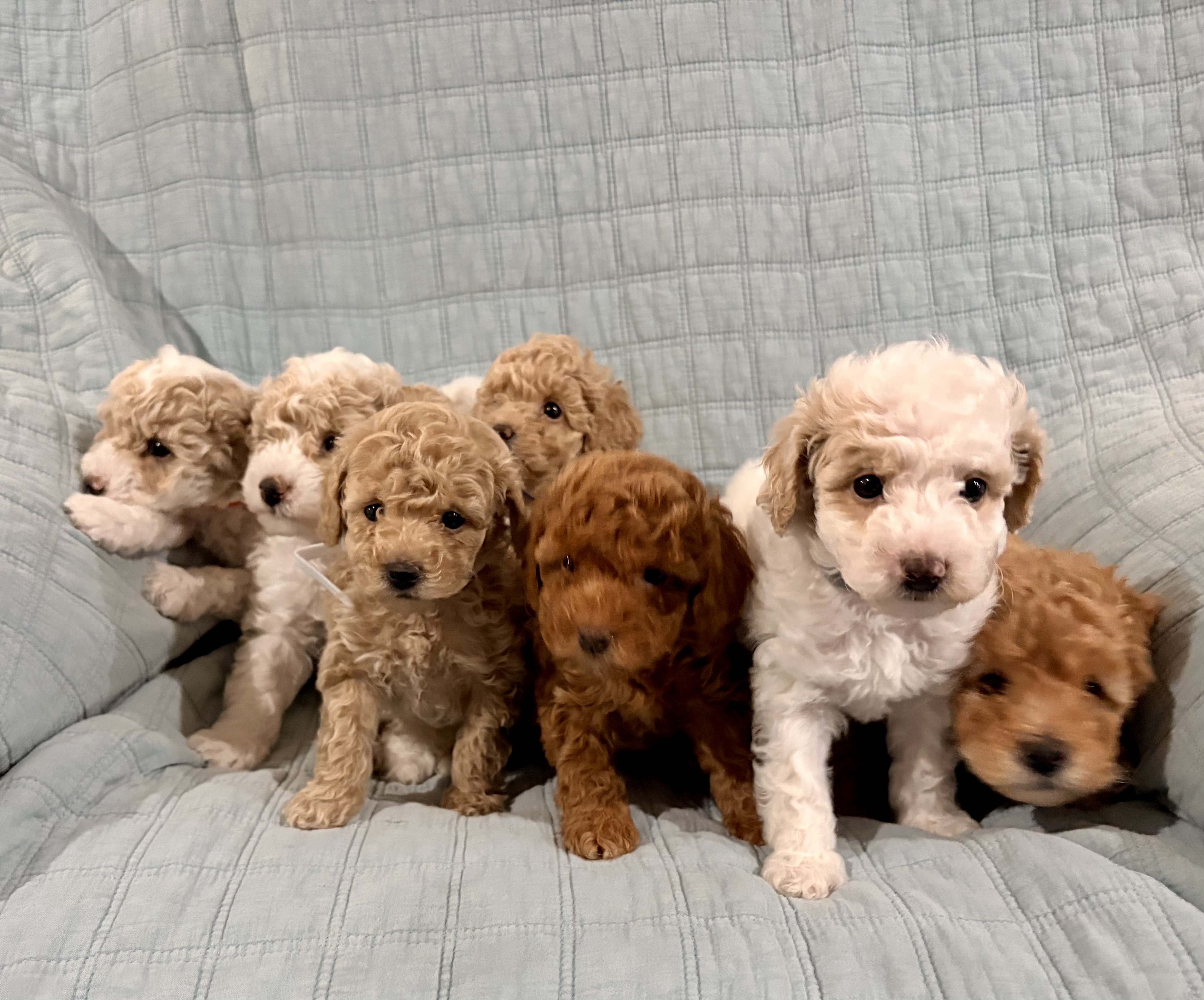 Poodle Mini – Boddington