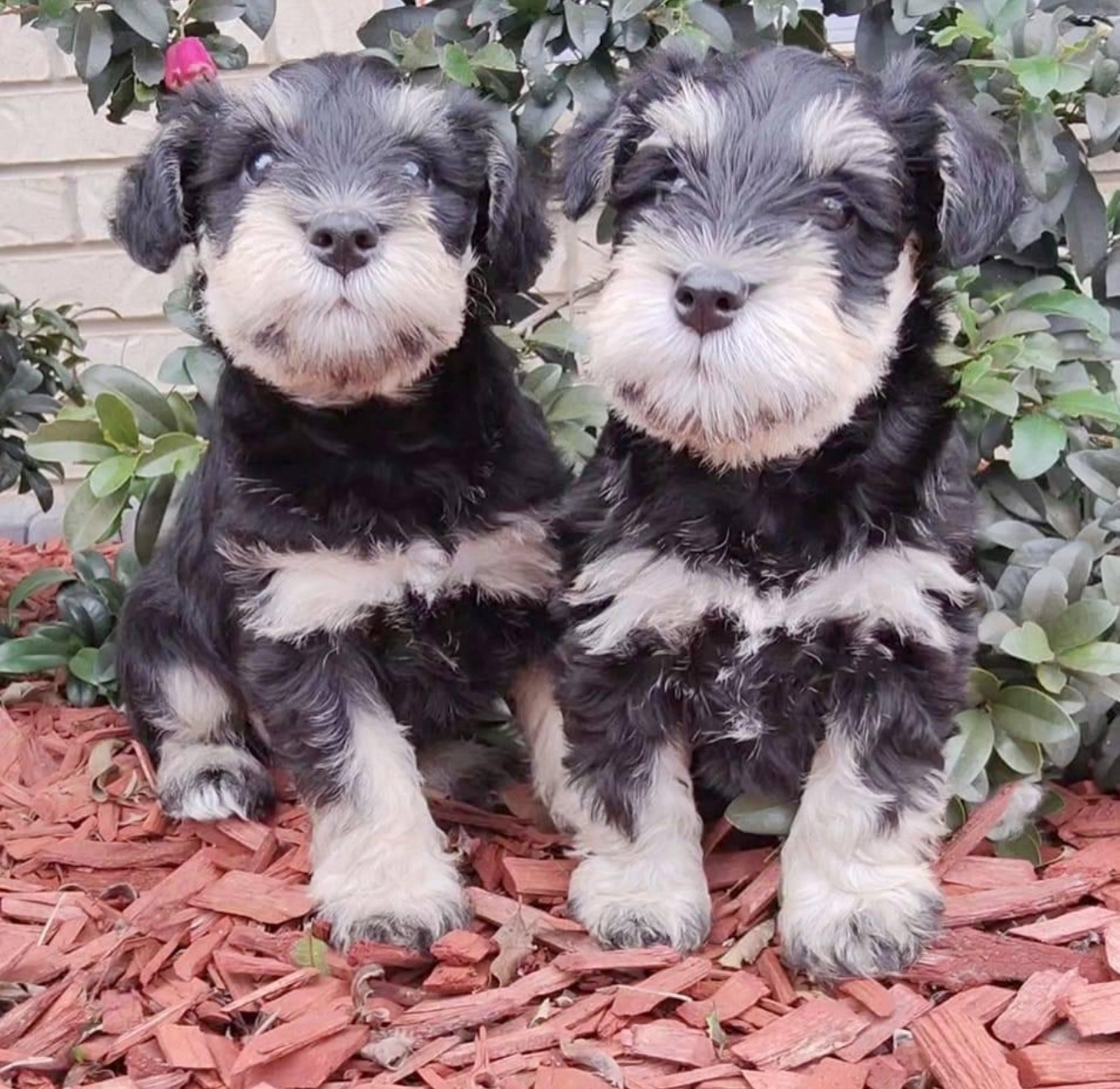 Schnauzer (Miniature) – Beaudesert