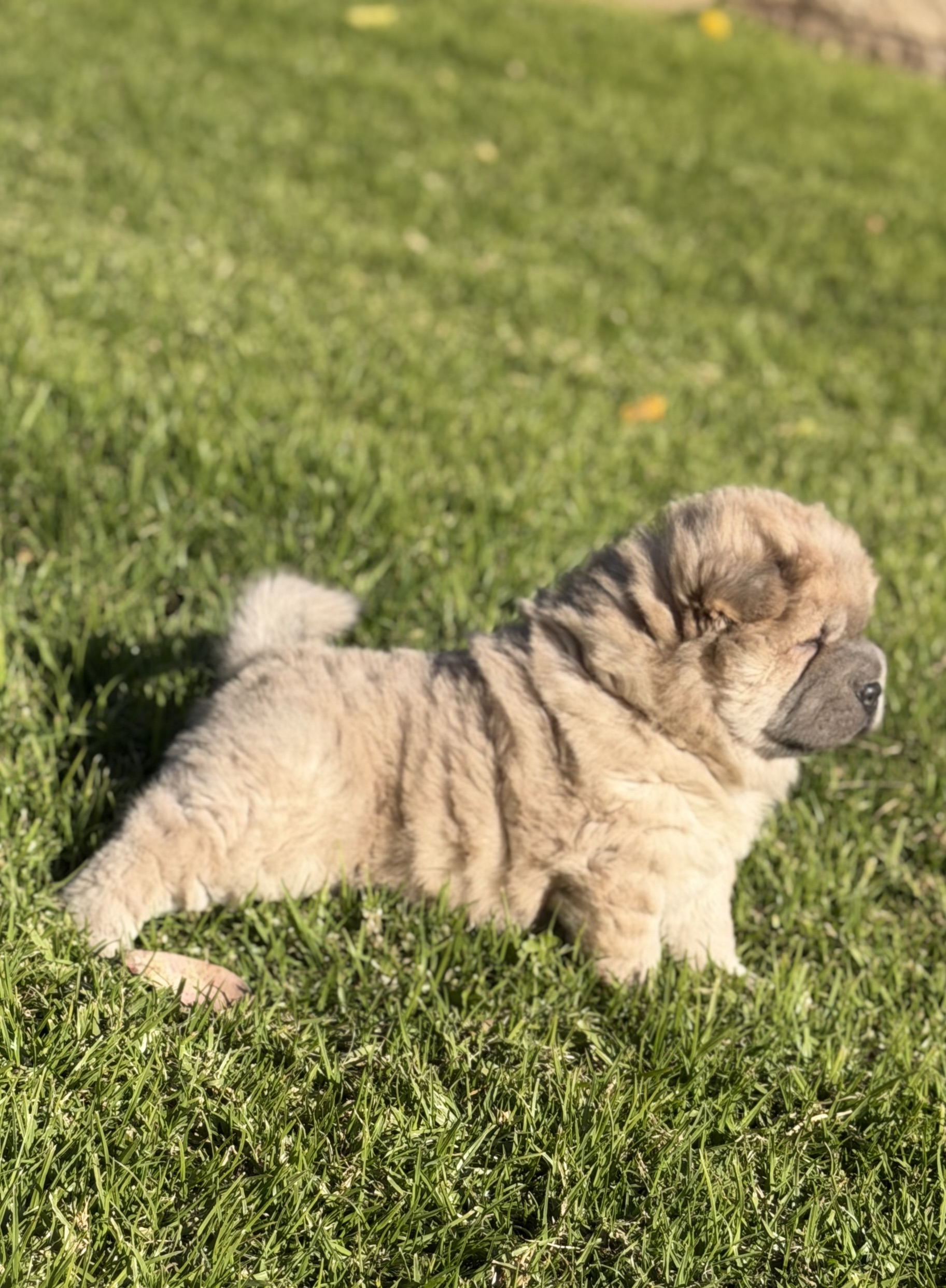 Shar Pei – Picton