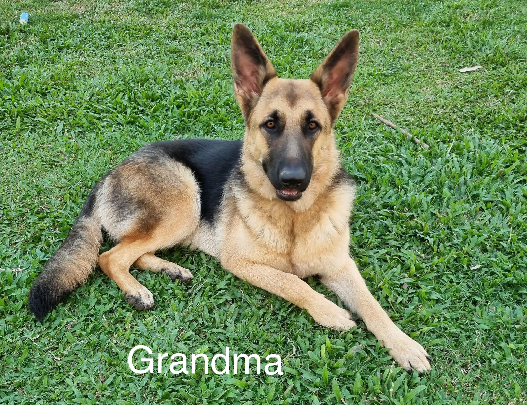 Dogs Bowen PetsForHomes