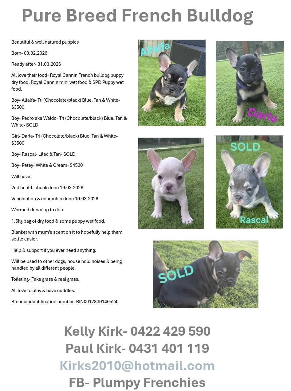 French Bulldog – Heritage Park