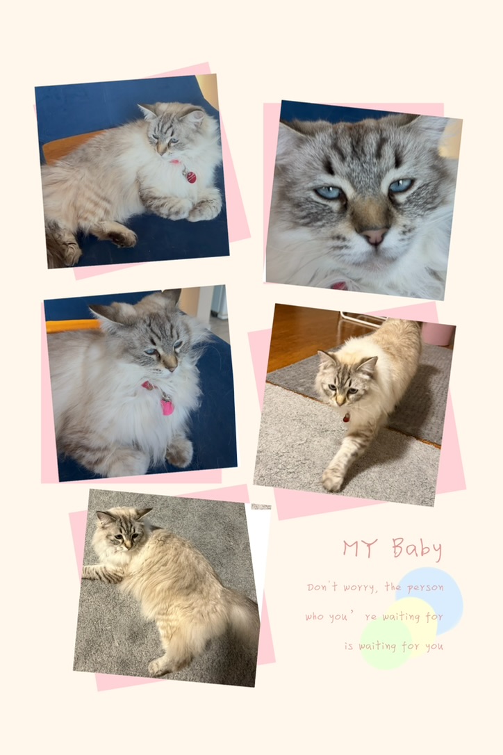 Ragdoll – Sunnybank
