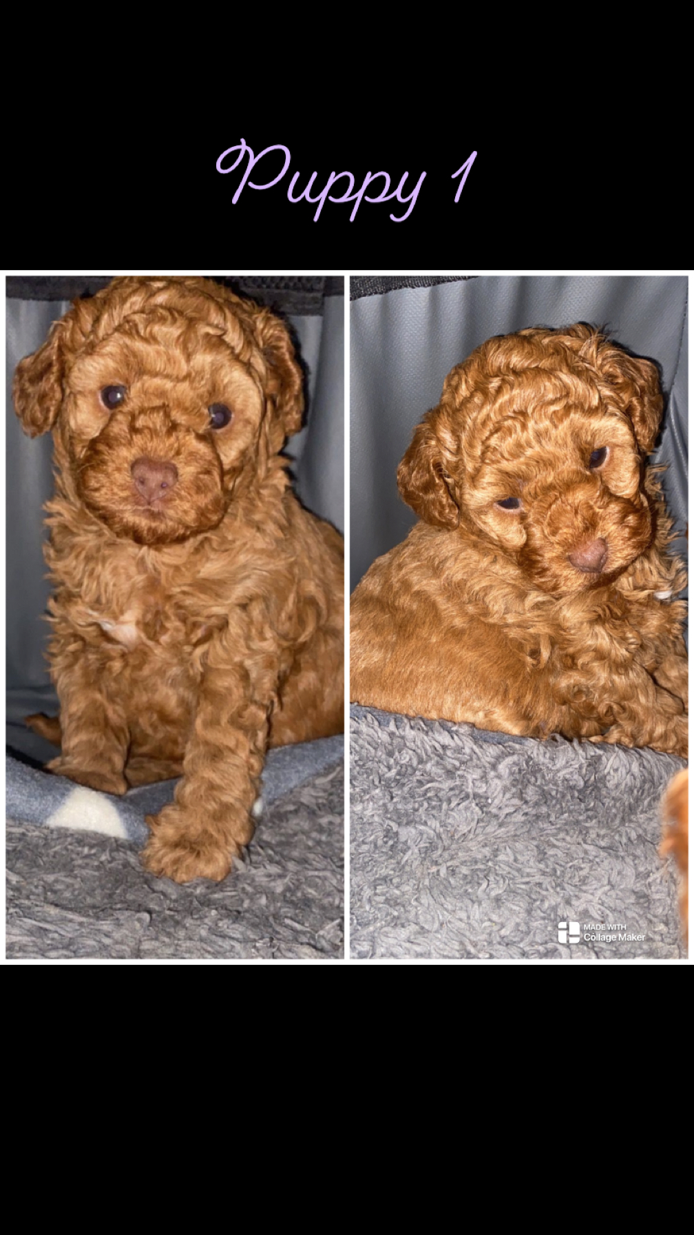 Toy Poodle – Strathfield