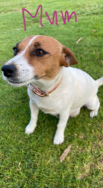Jack Russell - Gingin