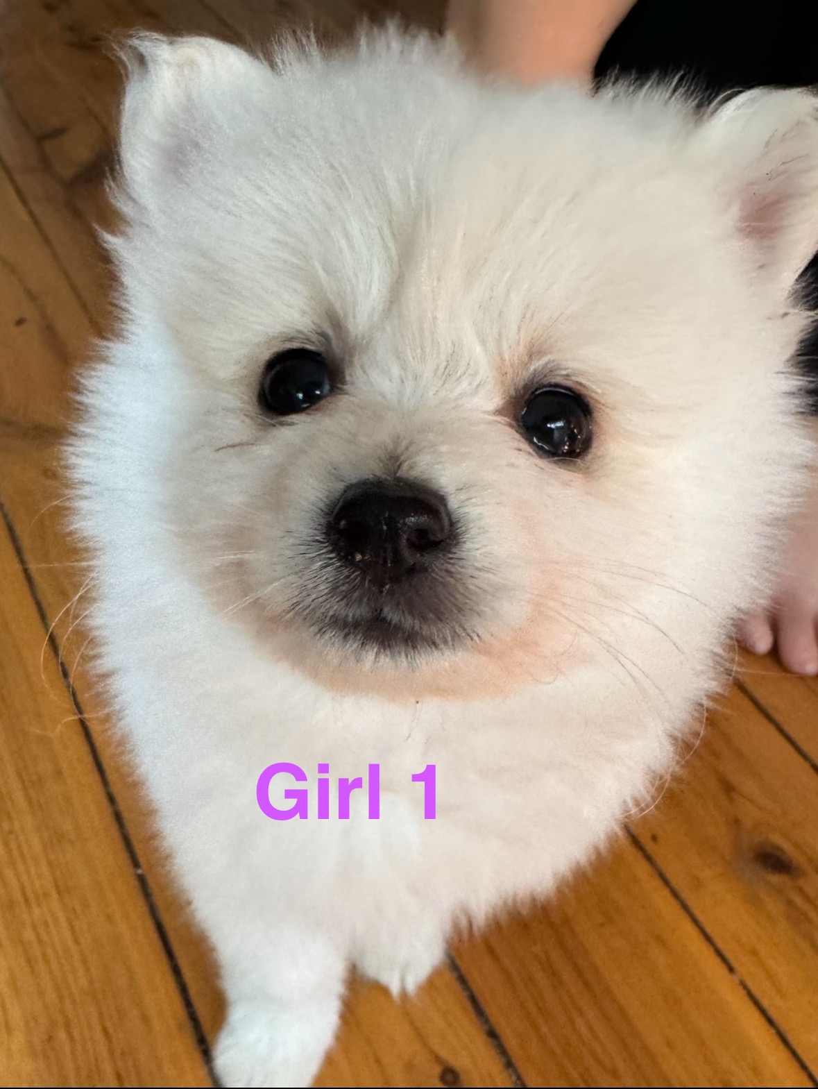 Pomeranian – Blacktown
