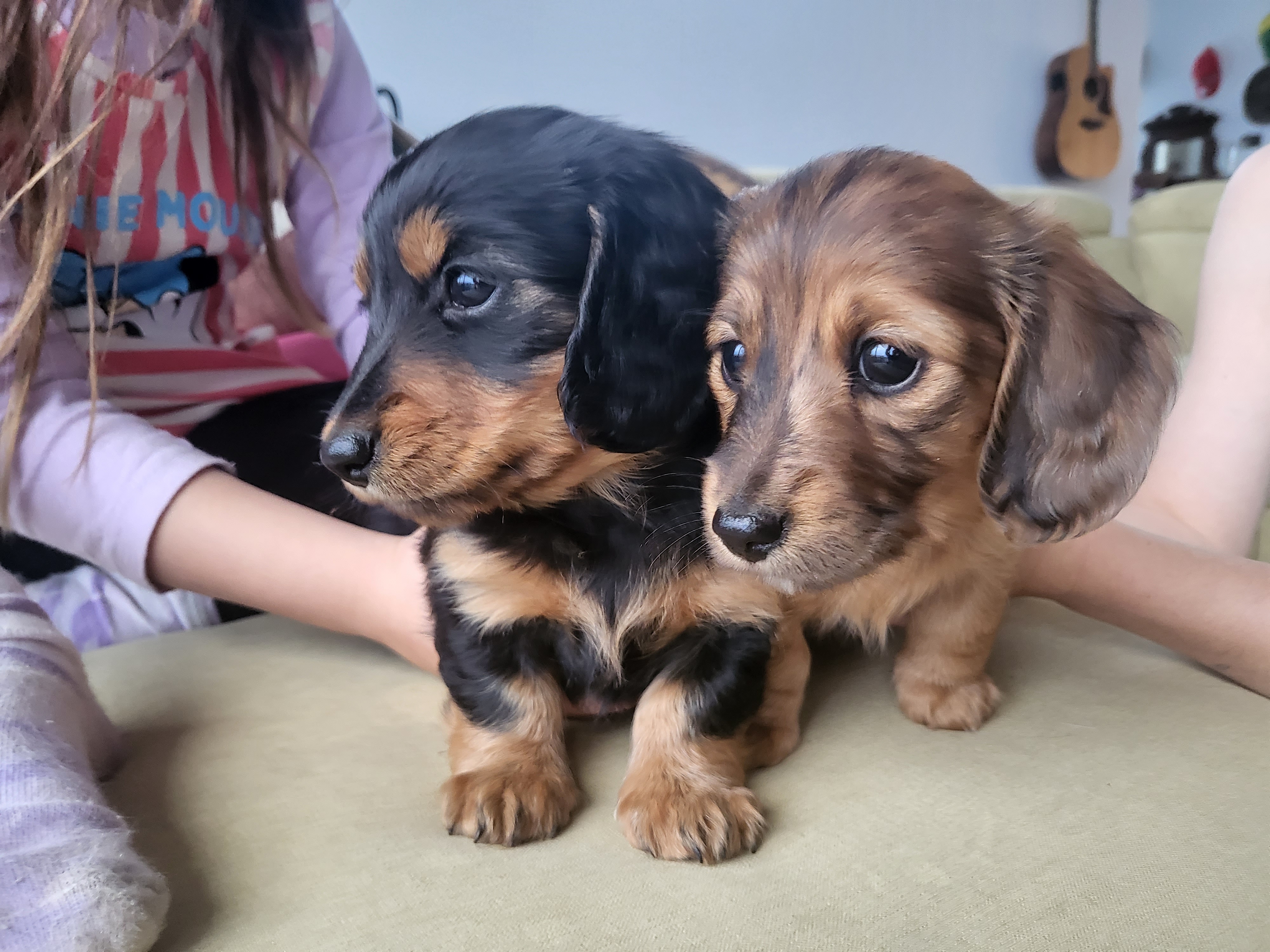 Long Hair Miniature Dachshund Puppies