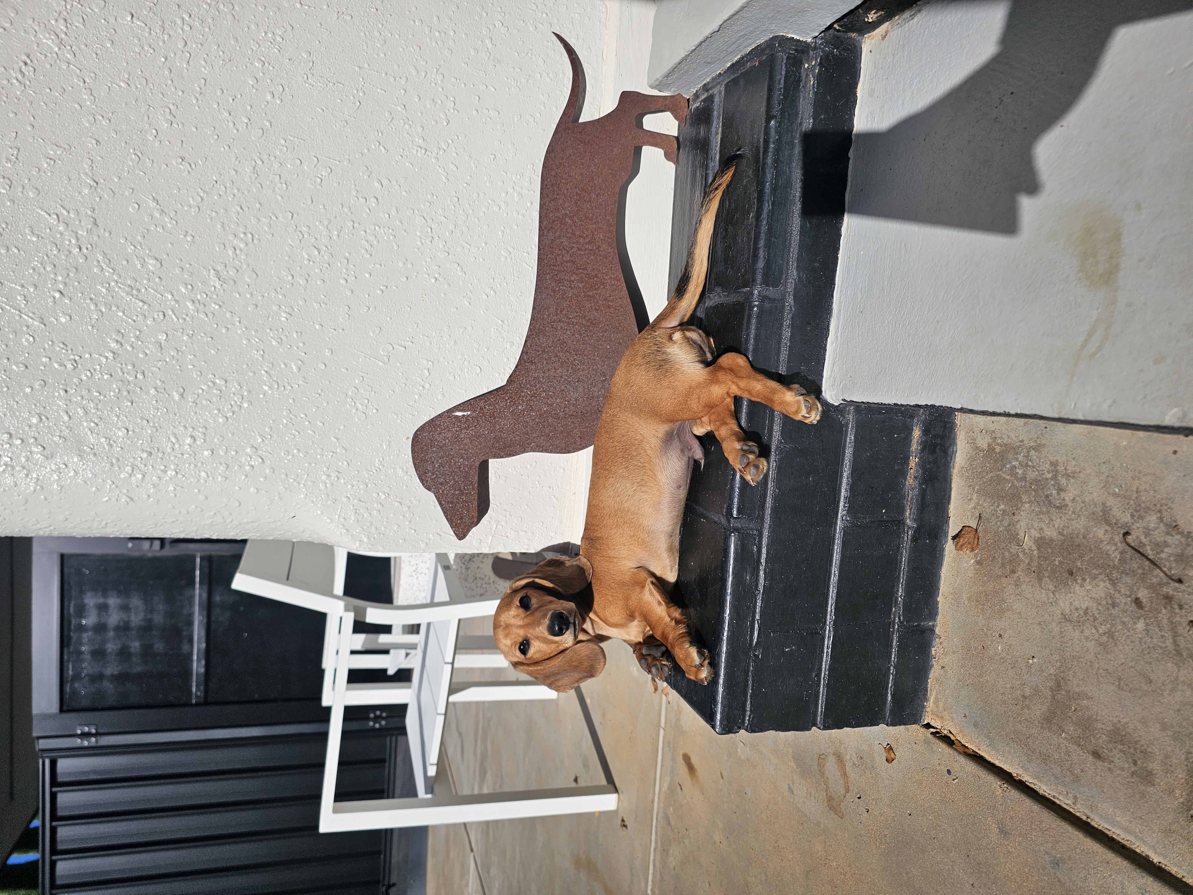 Miniature Dachshund – Irymple