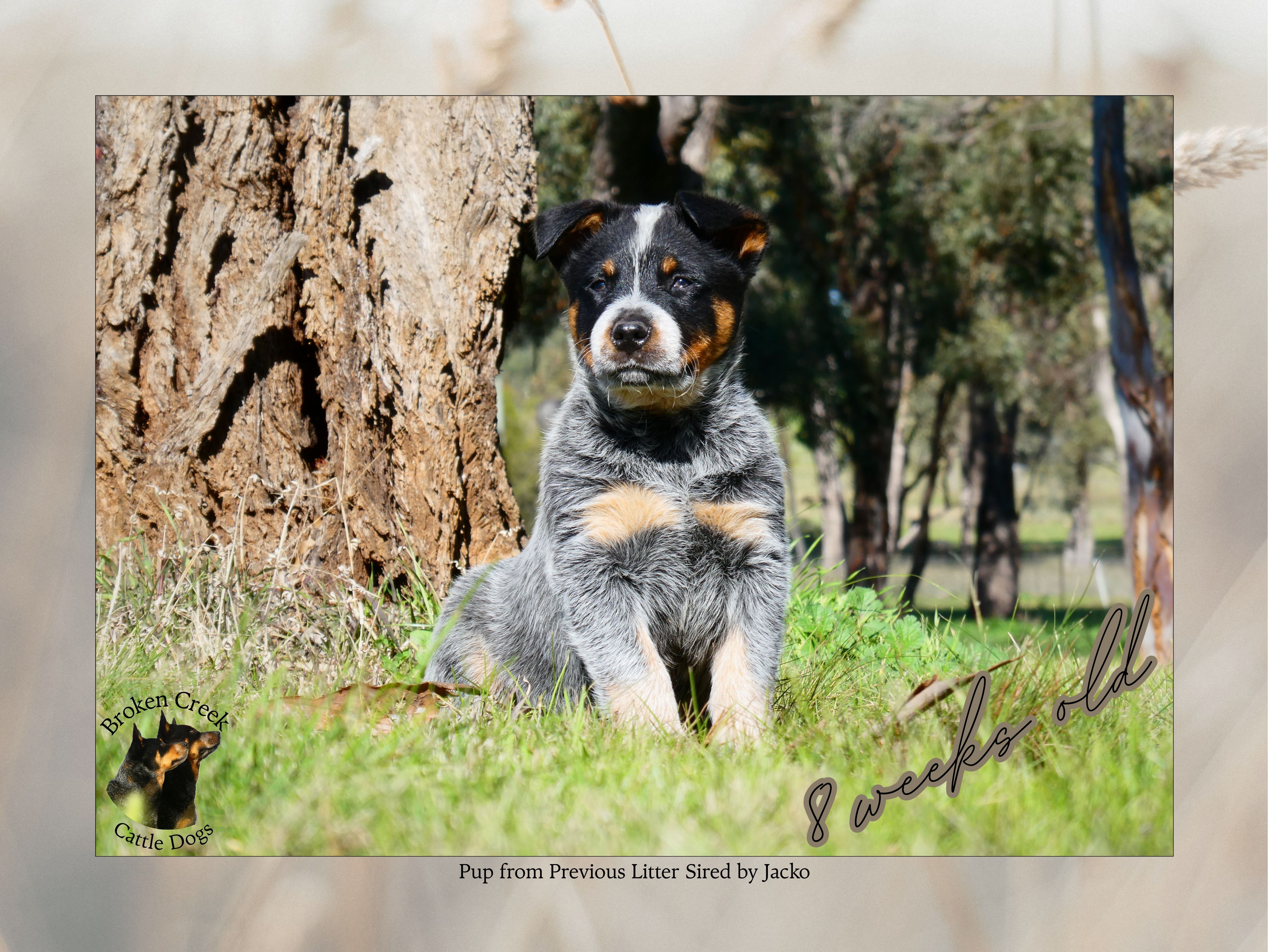 Australian Cattle Dog