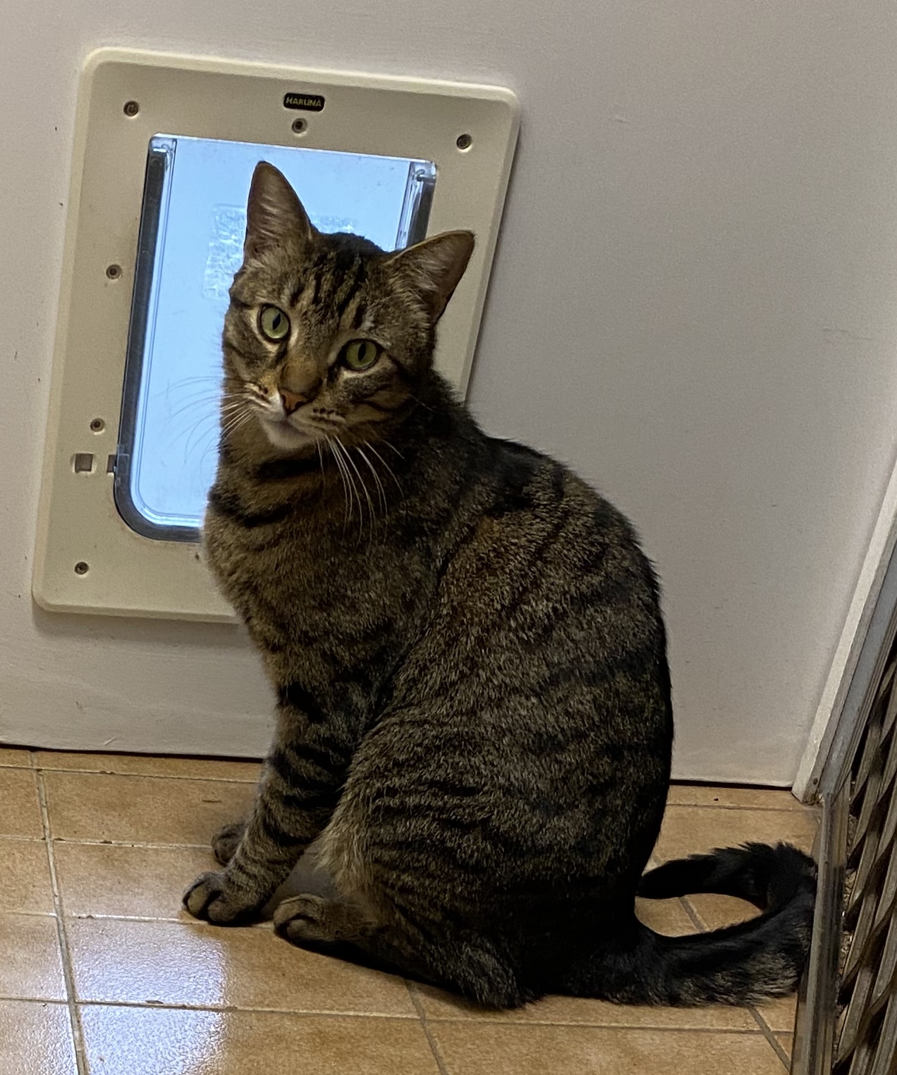 Domestic Short Hair (DSH) – Cherrybrook