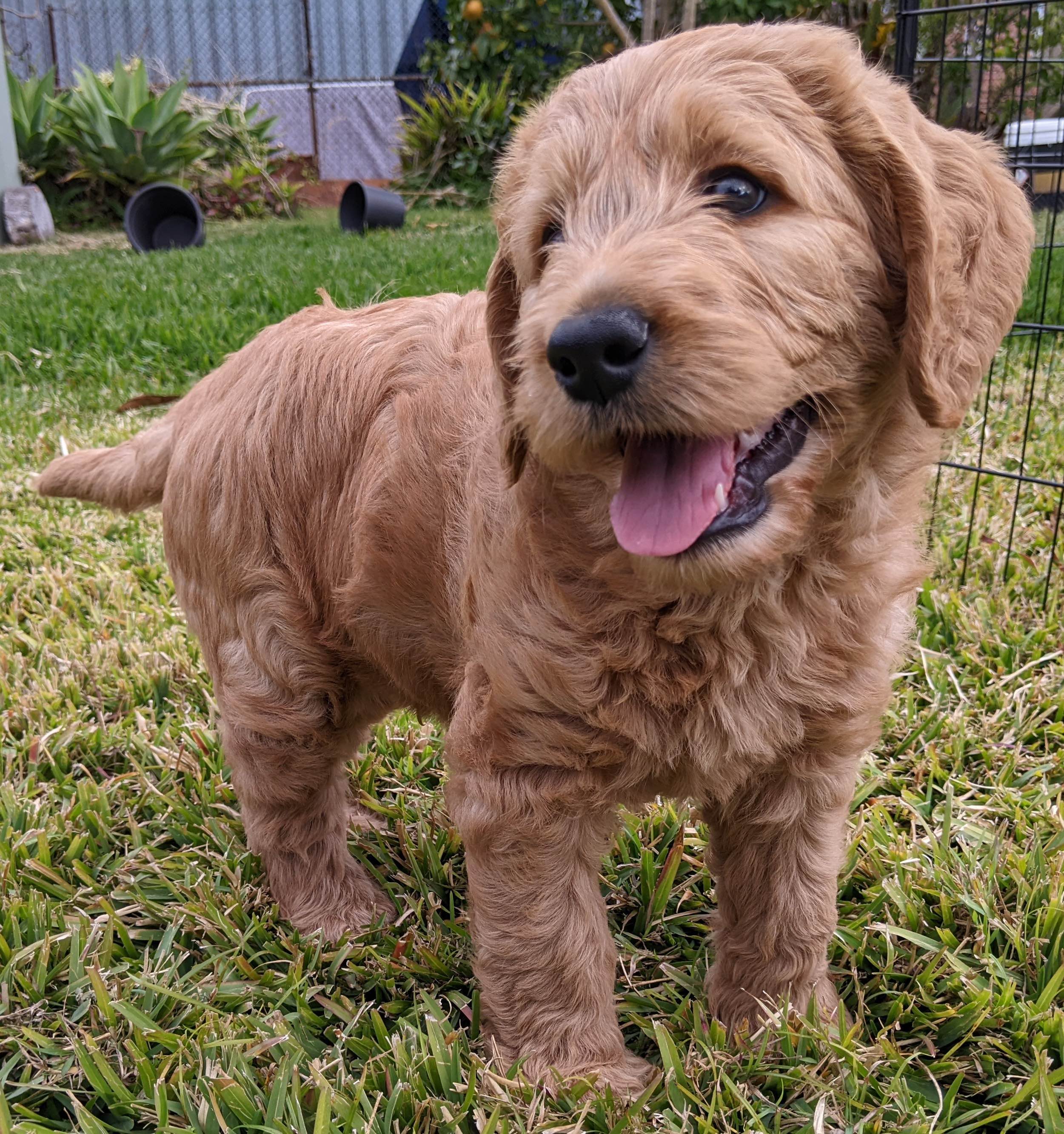 Labradoodle Lagroodle Darra PetsForHomes