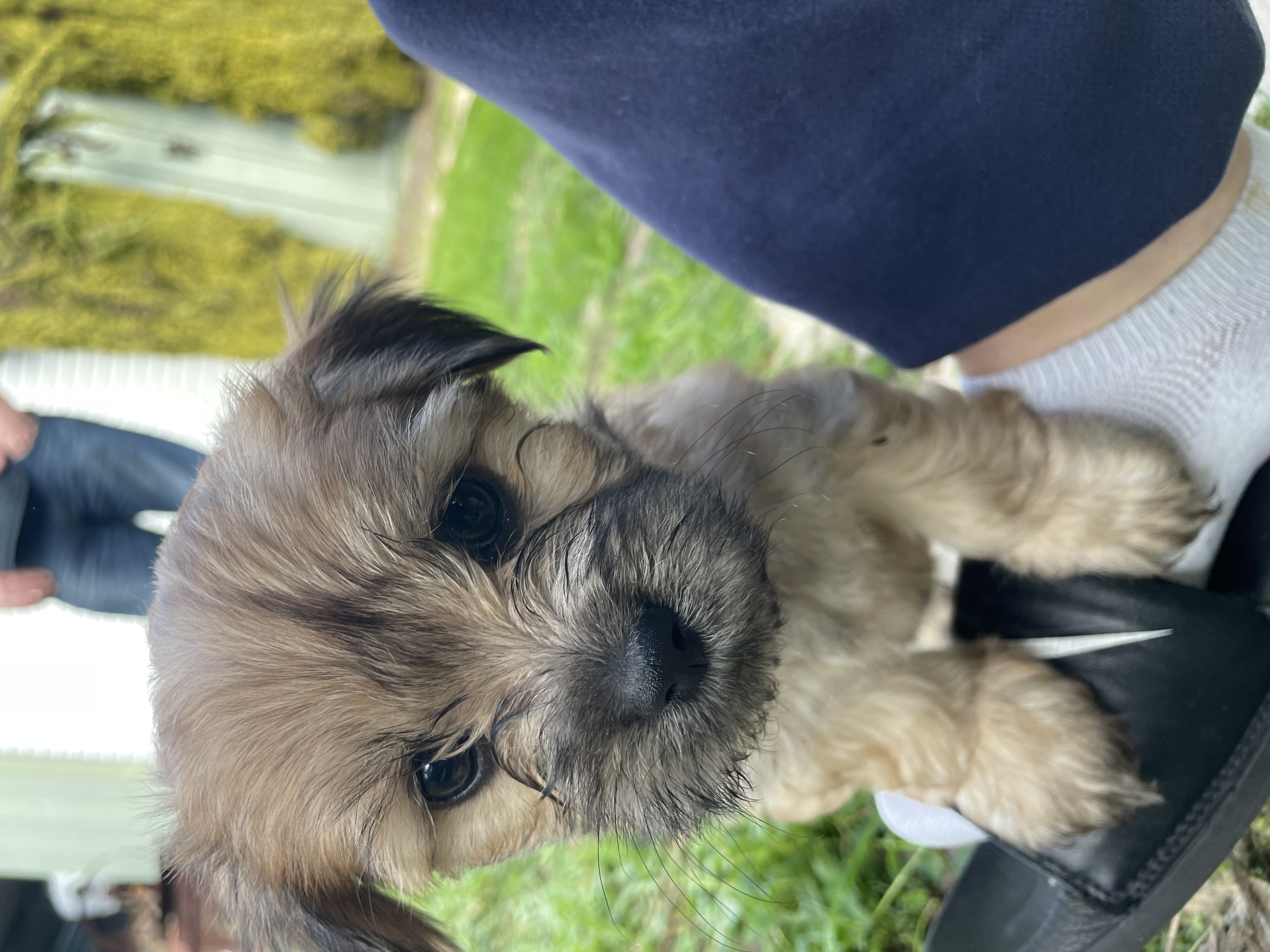 Maltese Shih Tzu – Beechboro