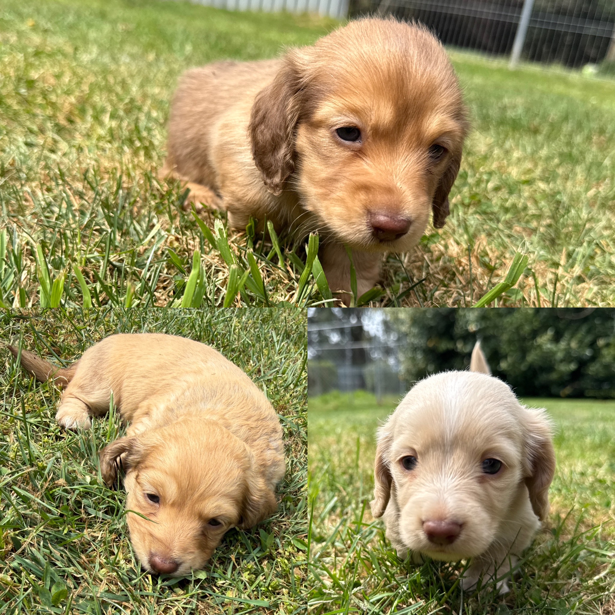 Dachshund – Oberon