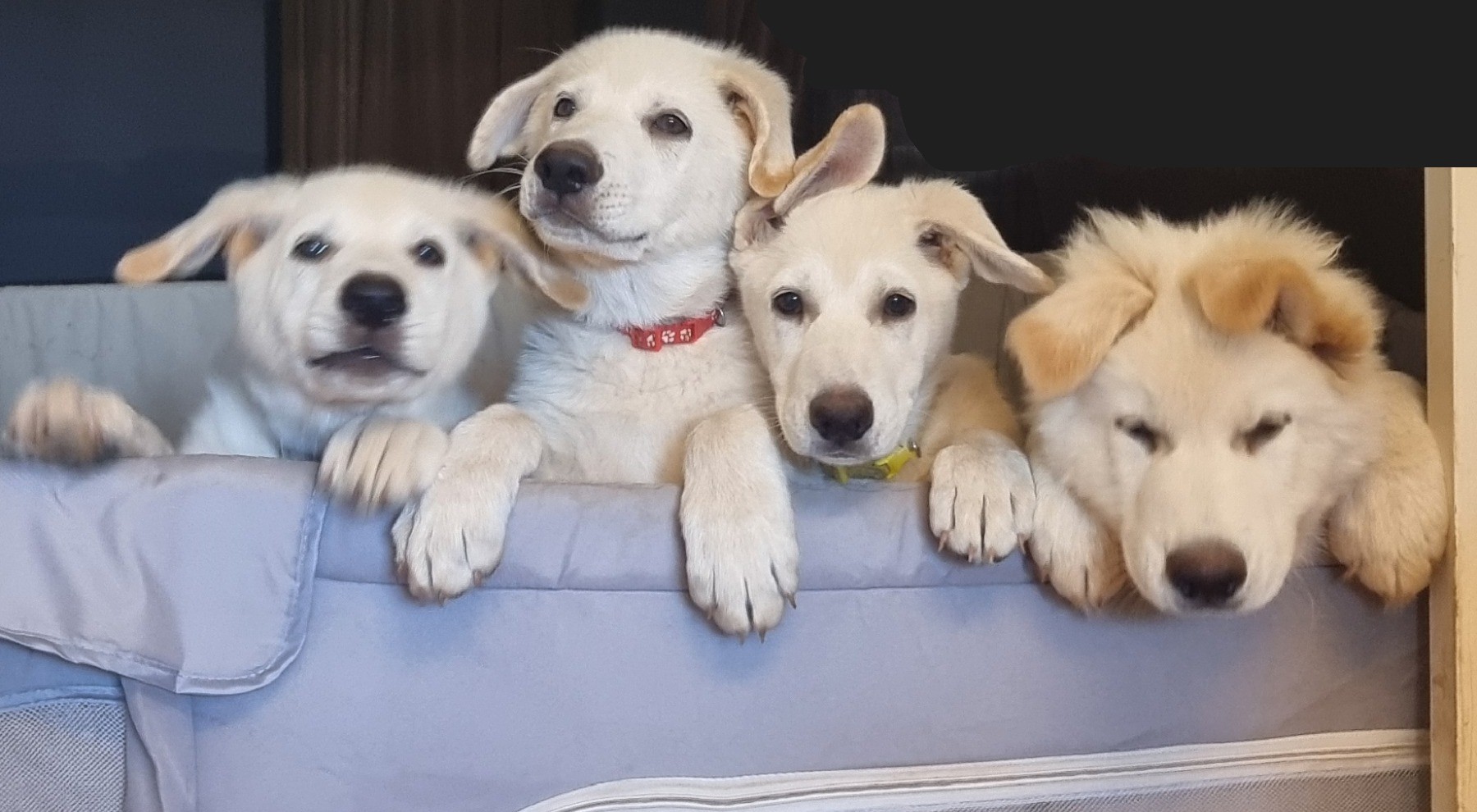 White German Shepherd