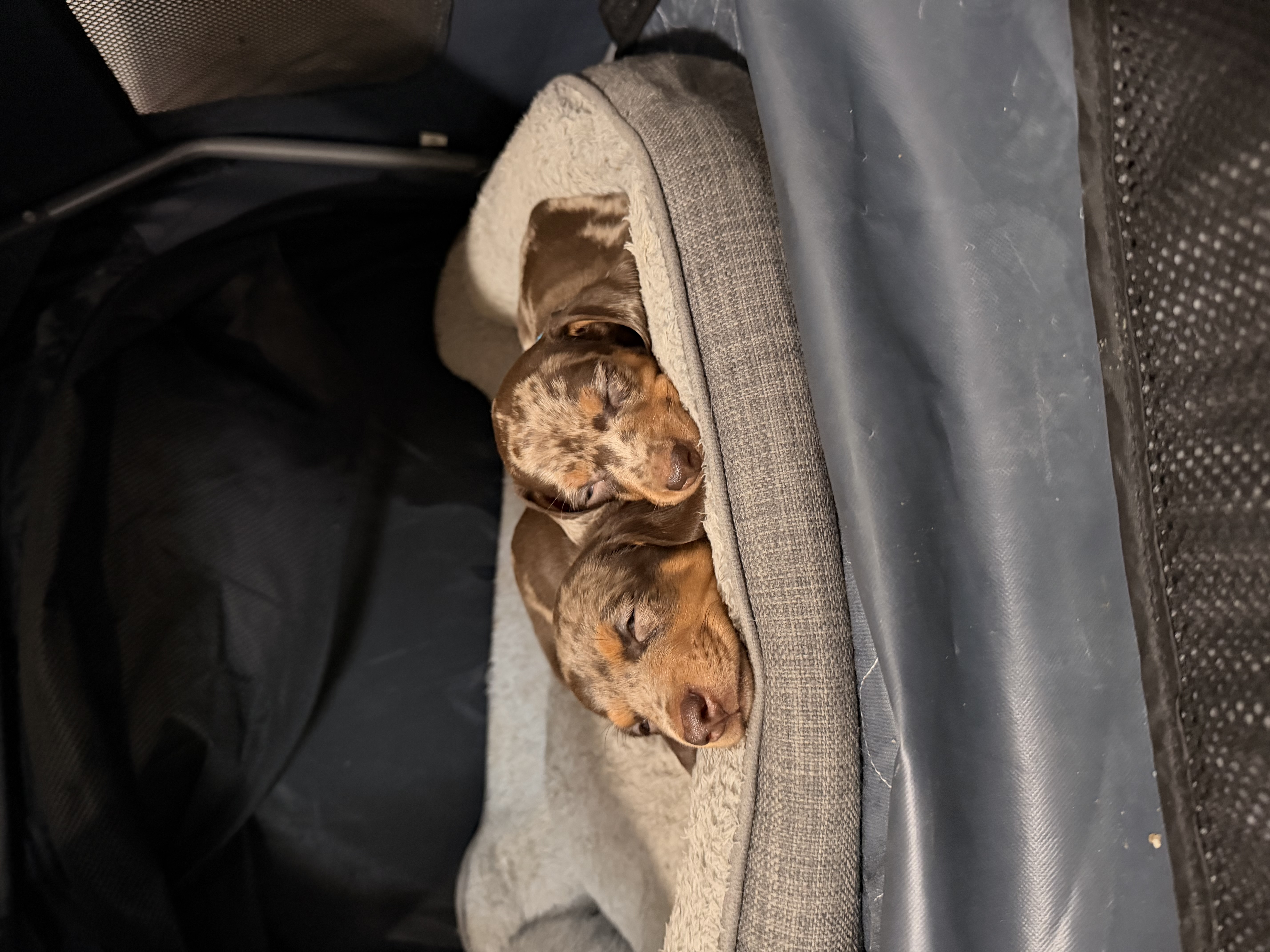Dachshund – Carina Heights