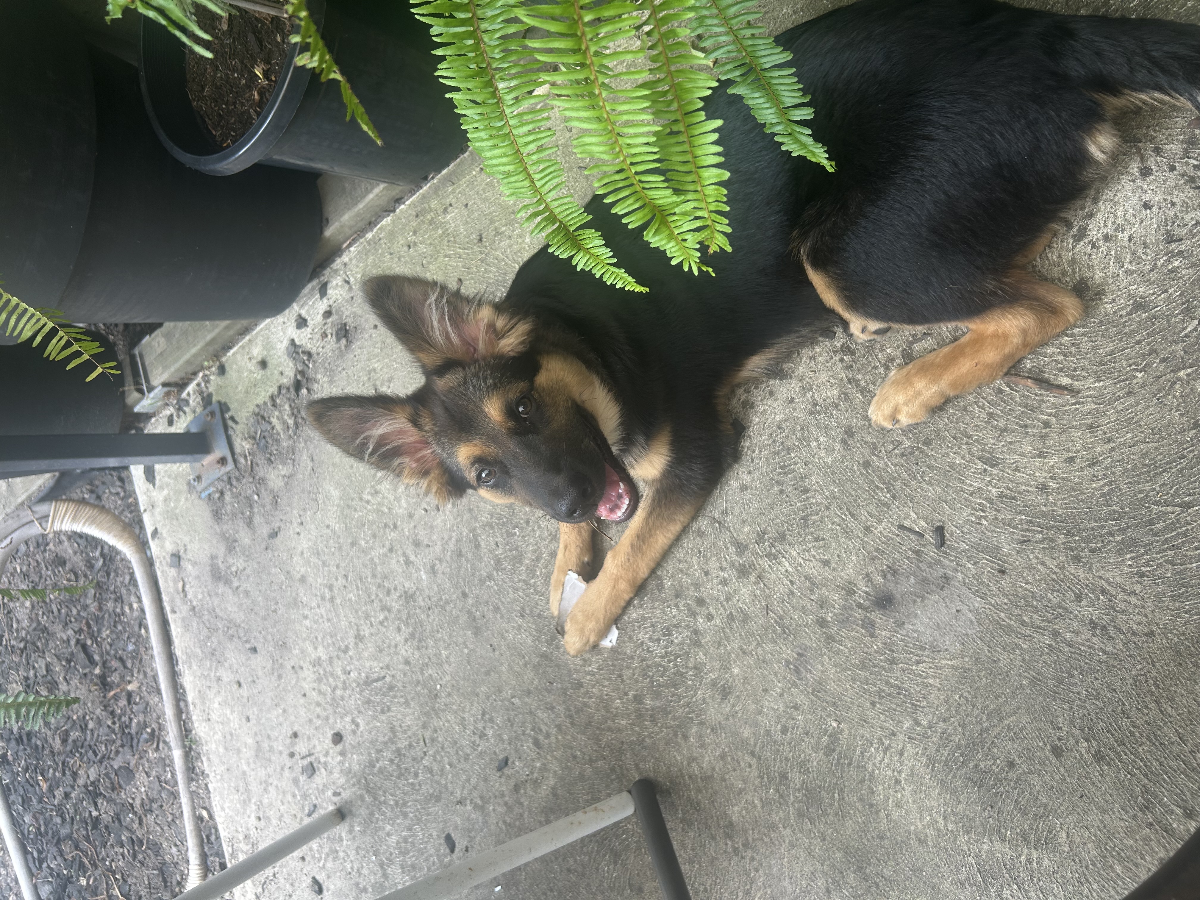 German Shepherd – Frankston South