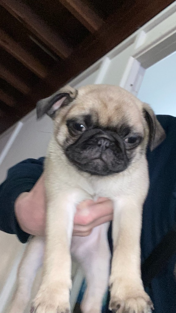 Pug – Mount Gravatt