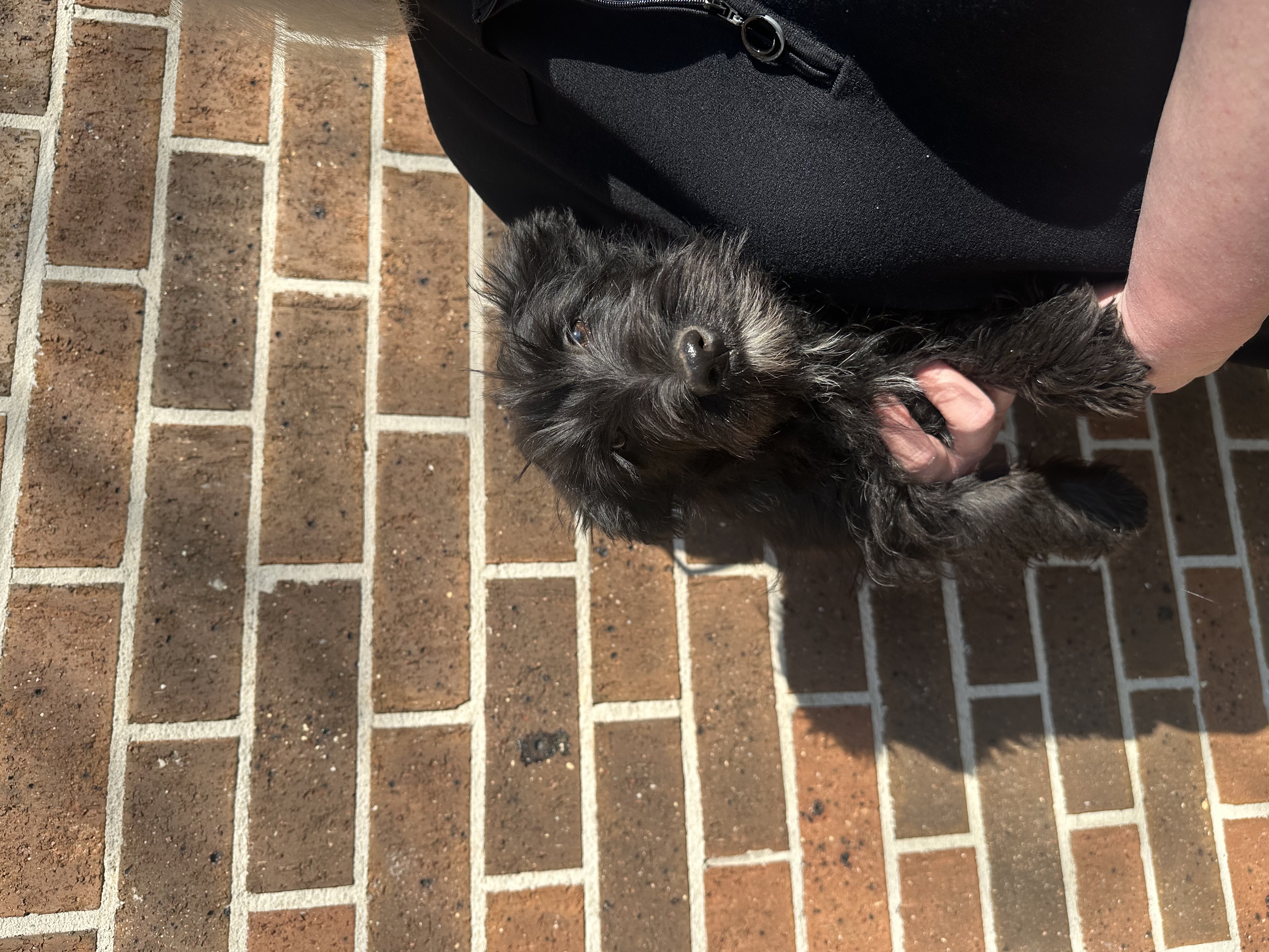 Scottish Terrier – Caroline Springs