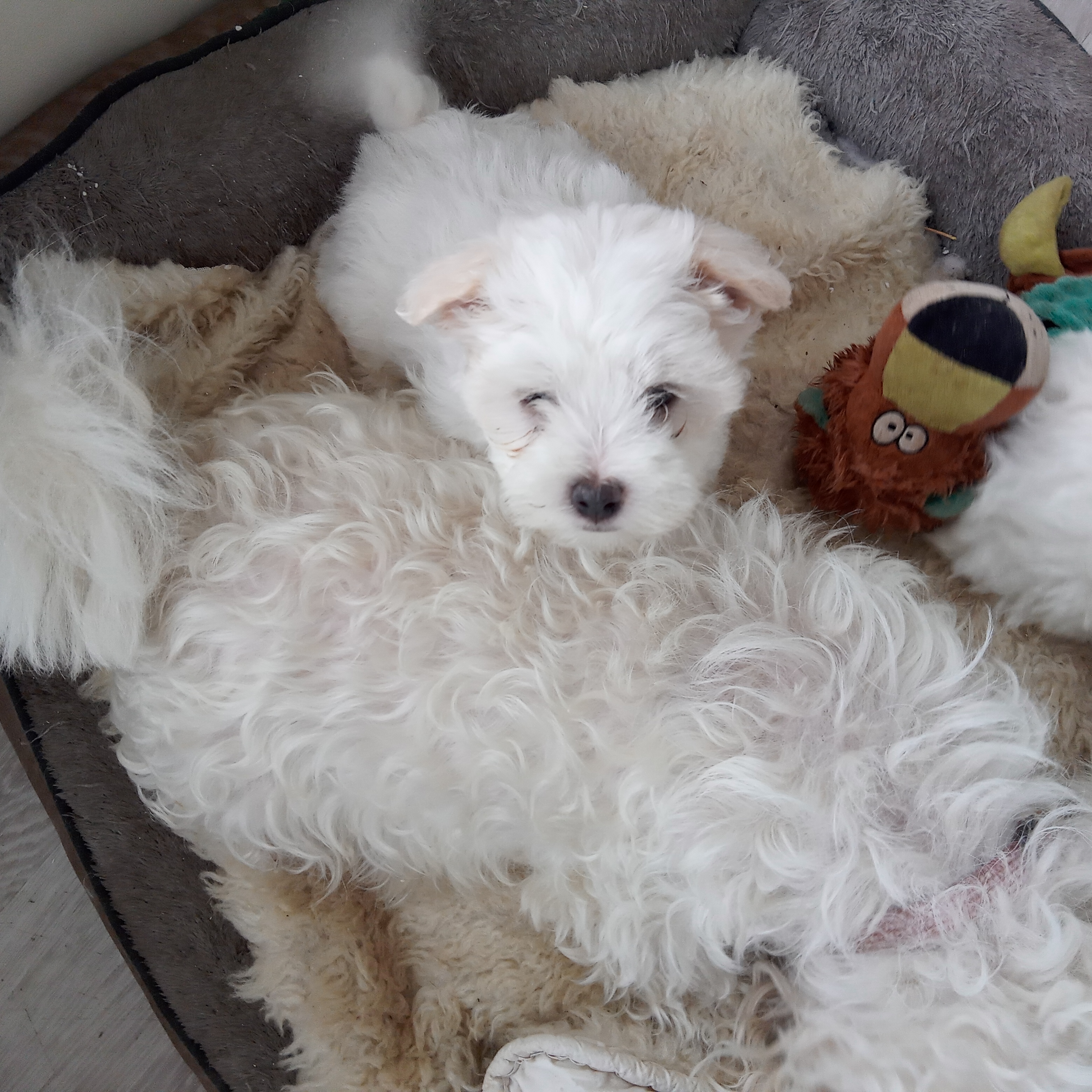 Maltese – Frankston