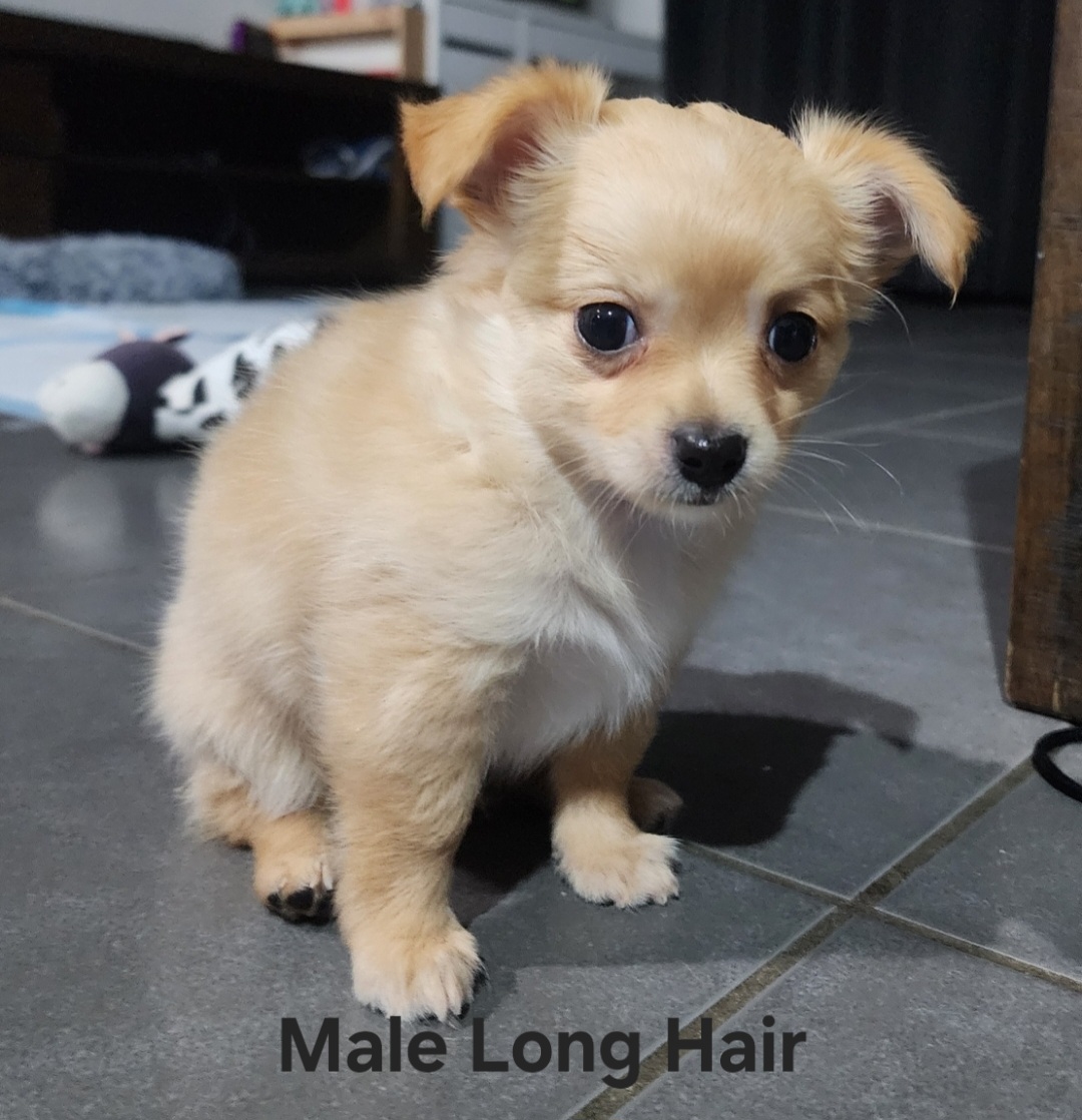 Chihuahua – Redbank Plains
